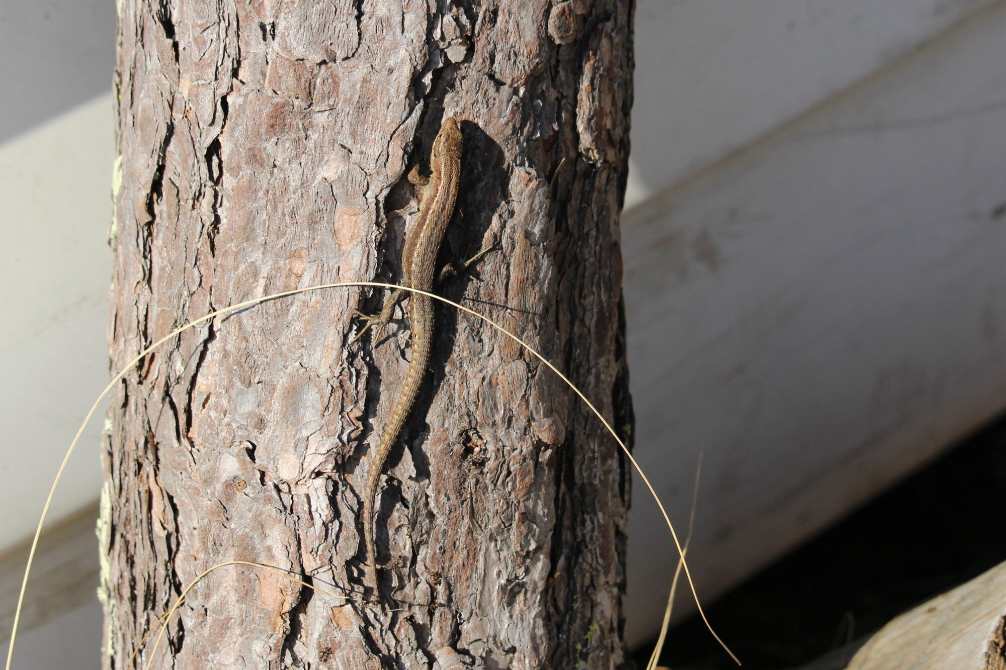 Valokuvaaja: Kirsi-Marja Joenpolvi