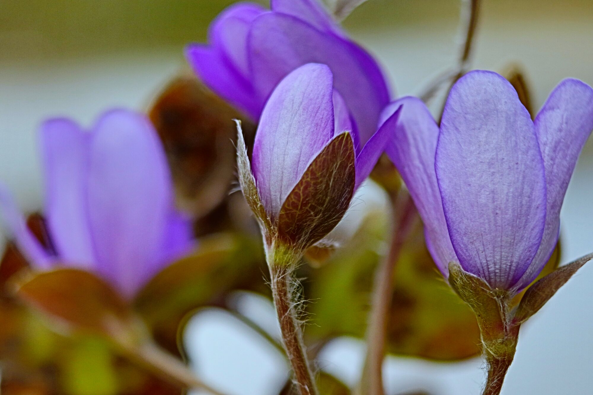 Valokuvaaja: Irja Lehtinen