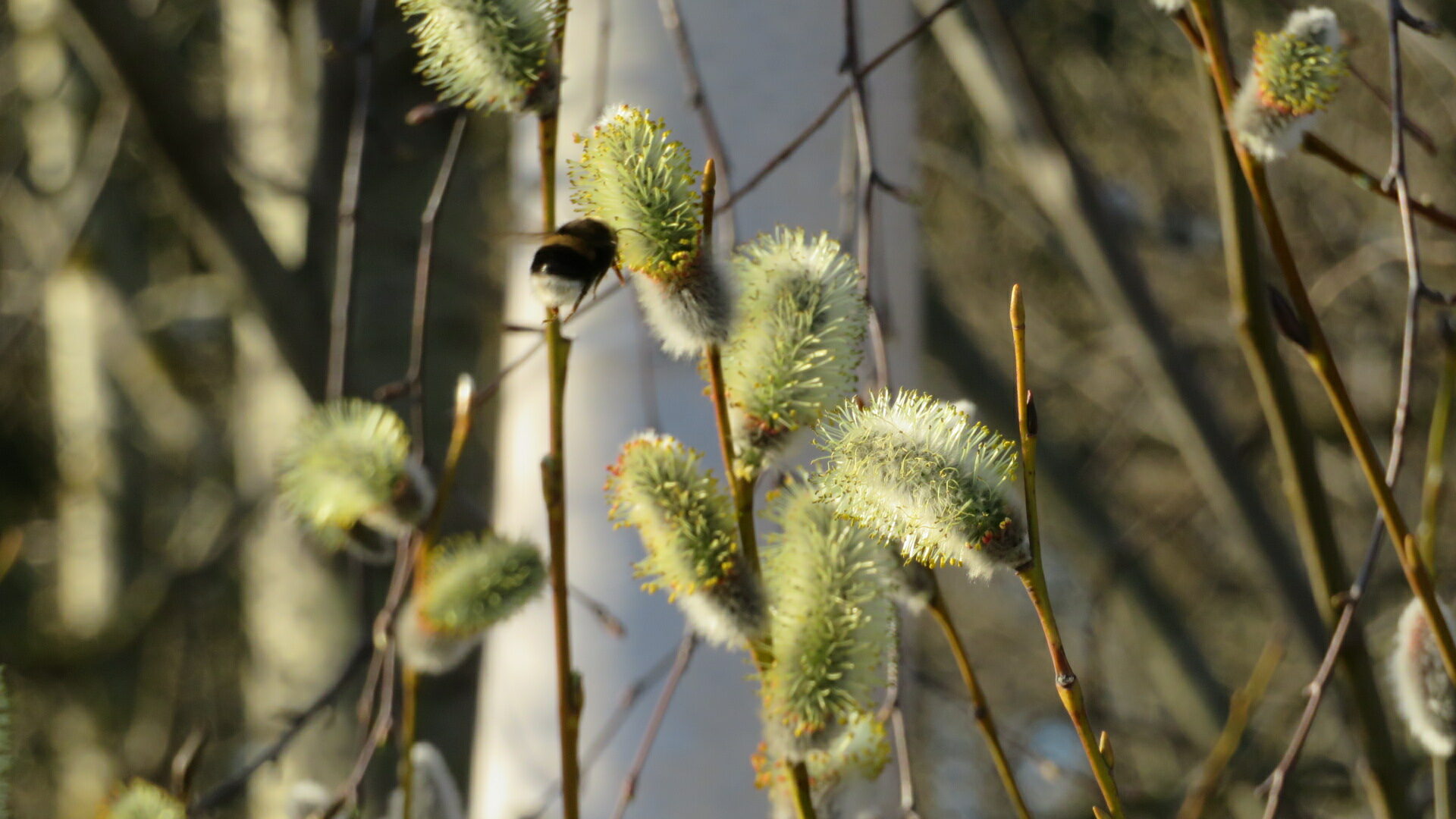 Valokuvaaja: Risto Kangassalo Valokuvaaja: Risto Kangassalo