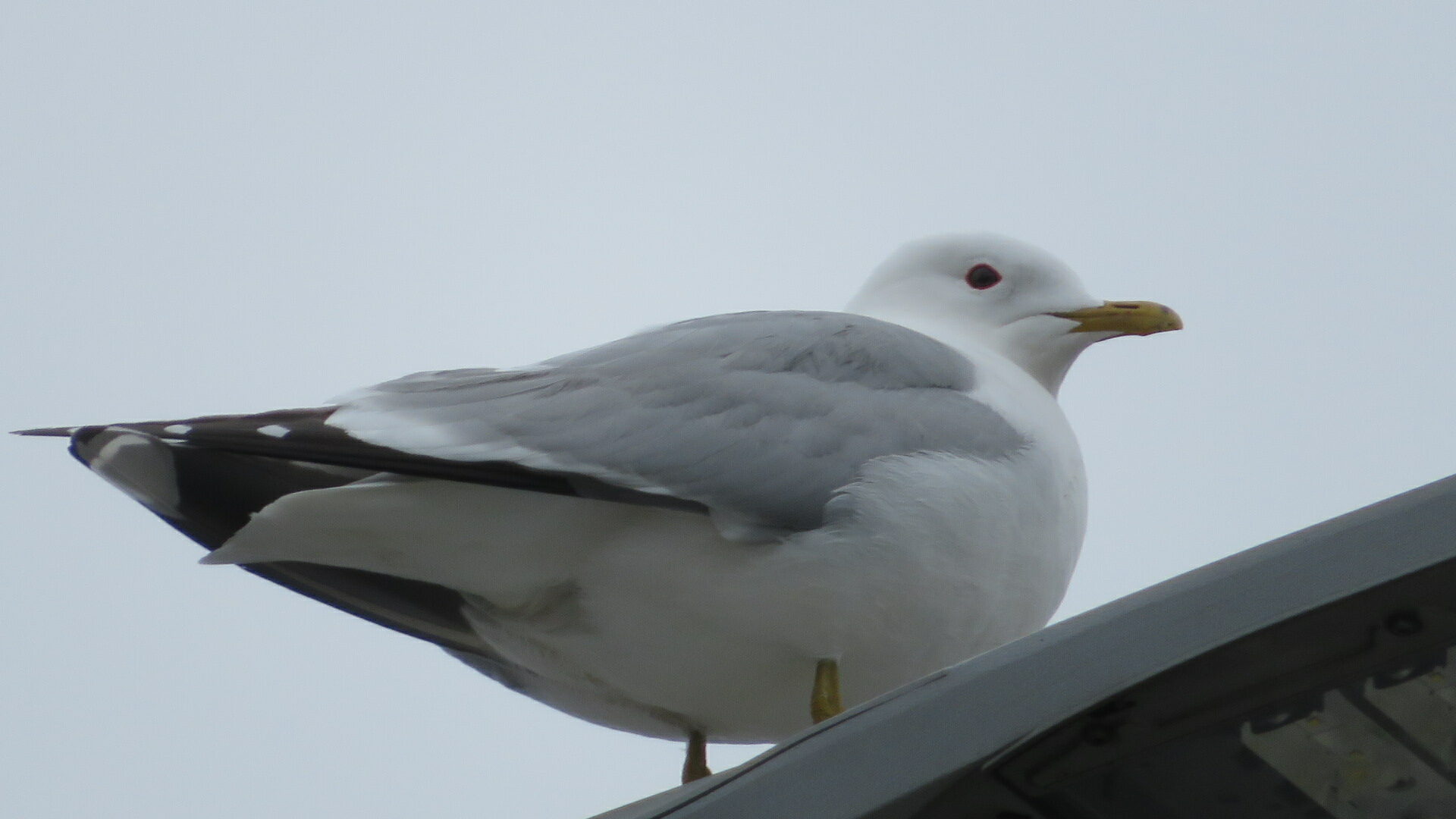 Valokuvaaja: Risto Kangassalo