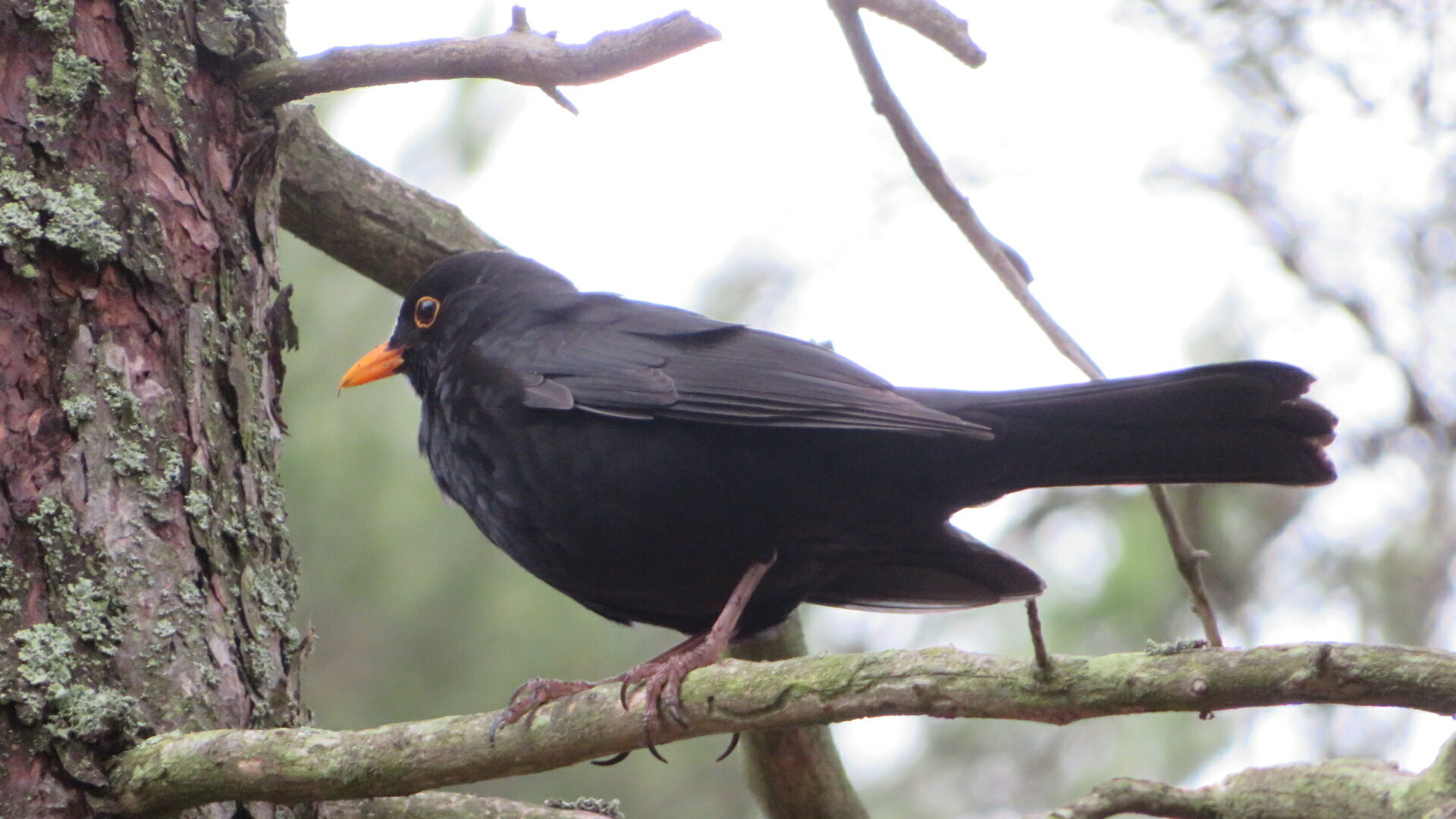 Valokuvaaja: Risto Kangassalo Valokuvaaja: Risto Kangassalo