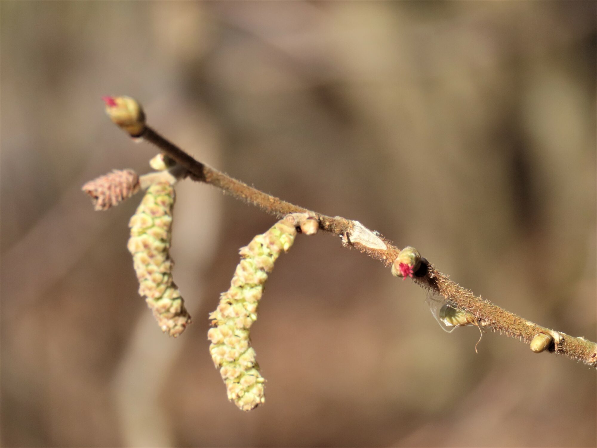 Valokuvaaja: Birgit Silvennoinen