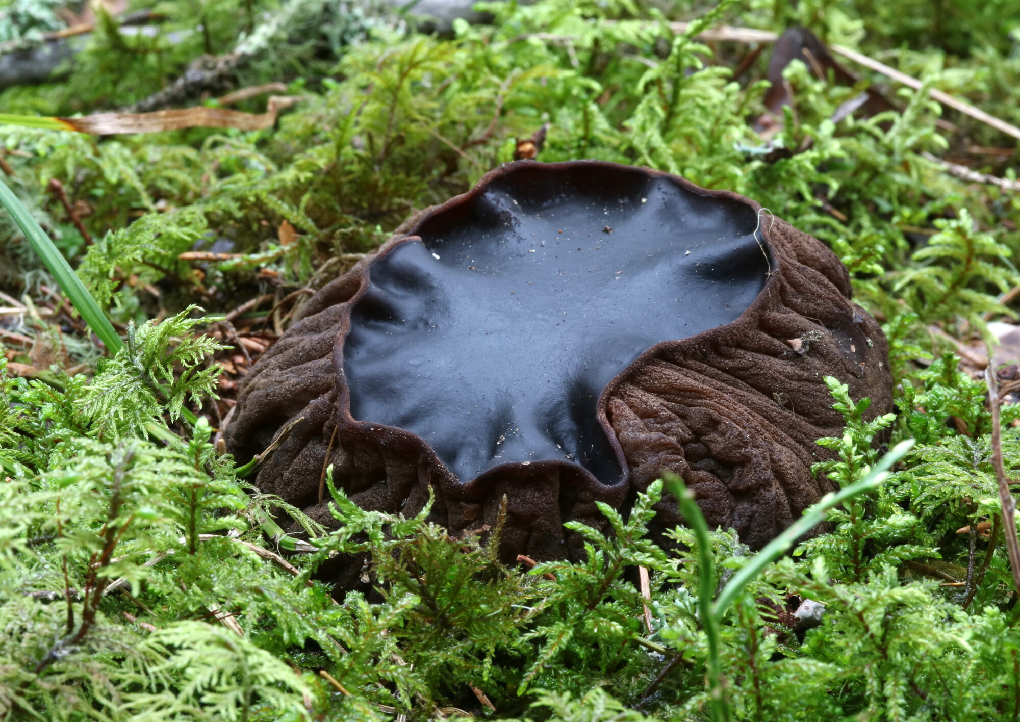 Valokuvaaja: Hannu Rasiranta