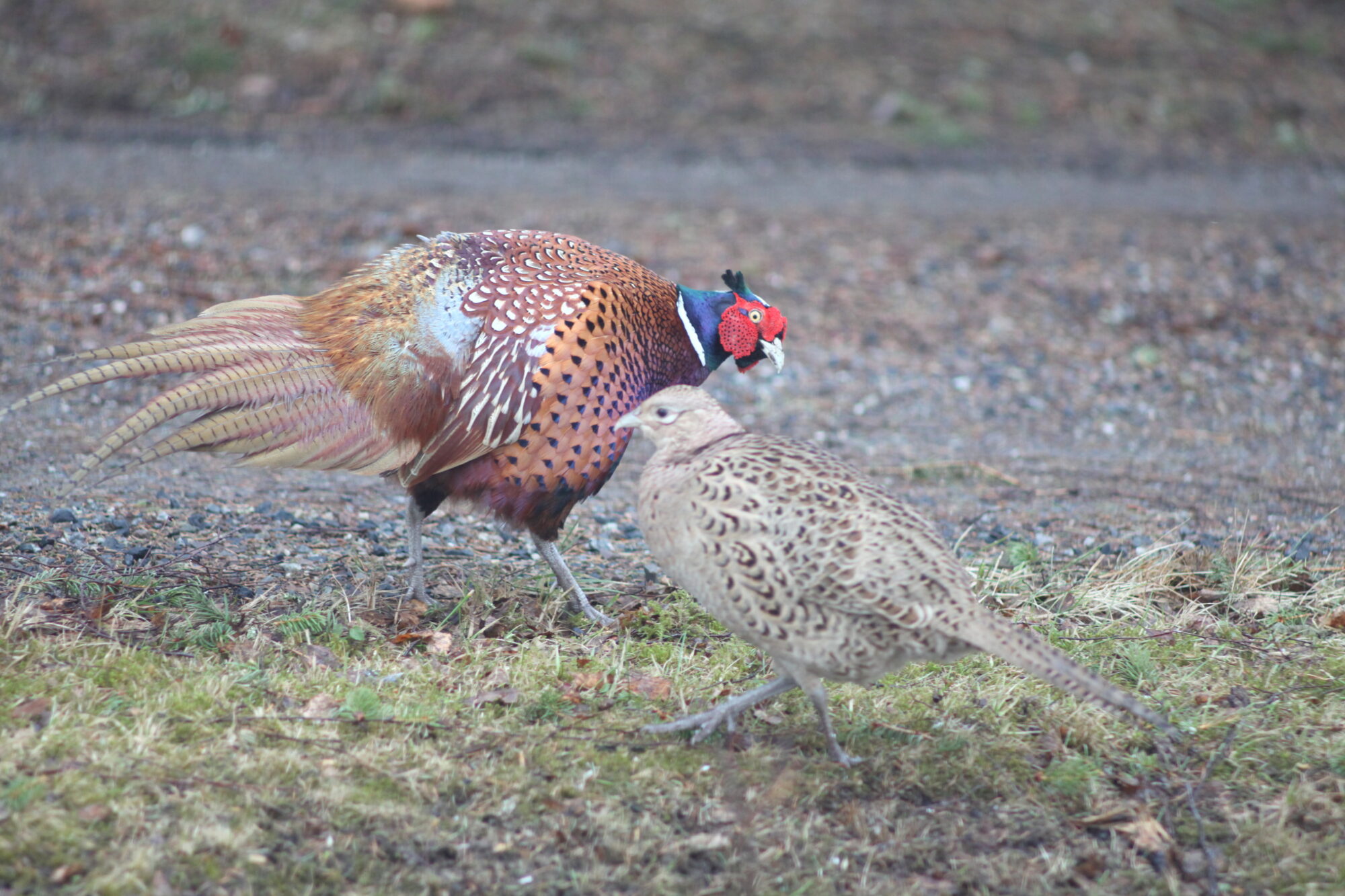 Valokuvaaja: Kaarlo Asikainen