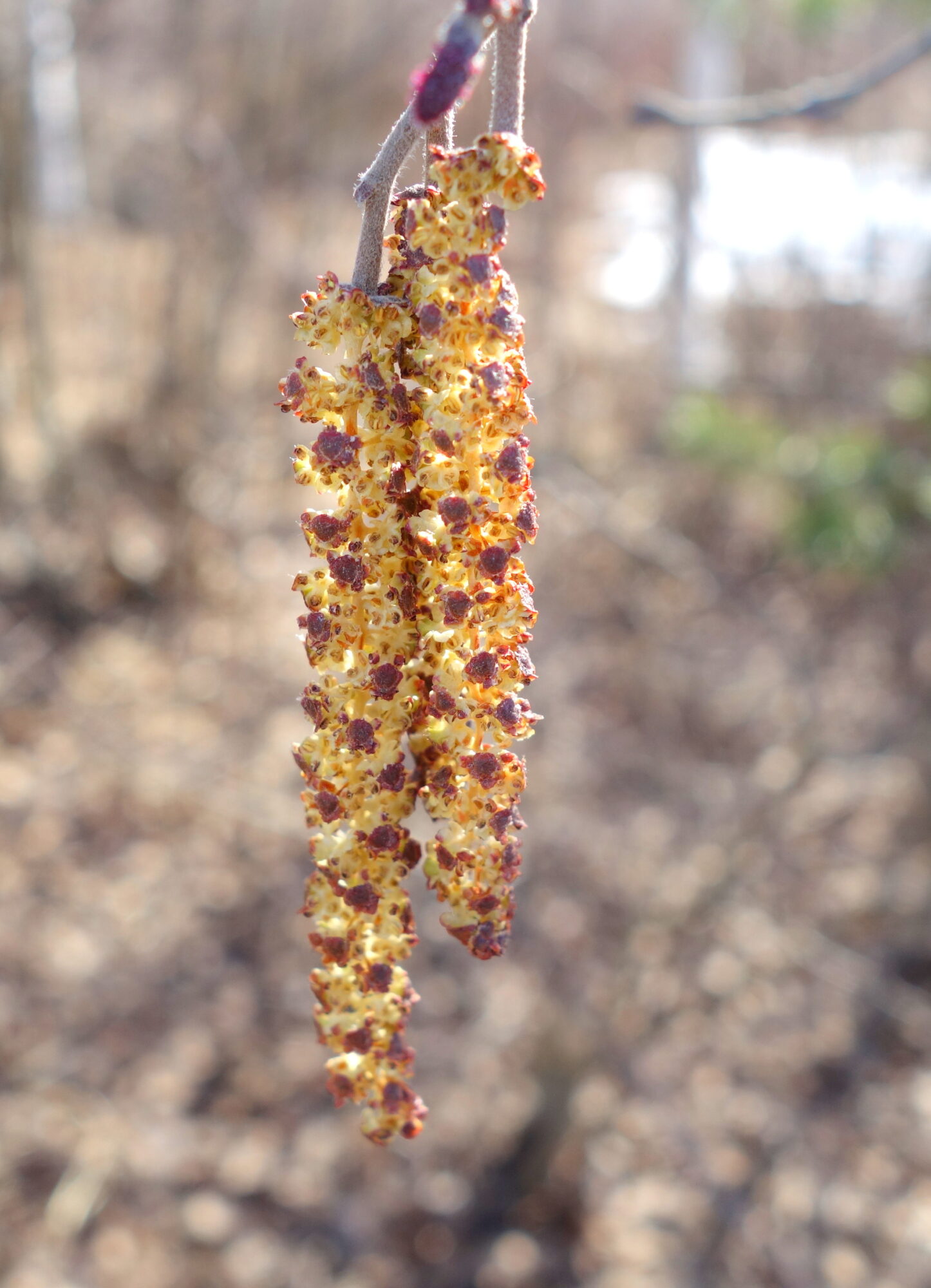 Valokuvaaja: Kaarlo Asikainen