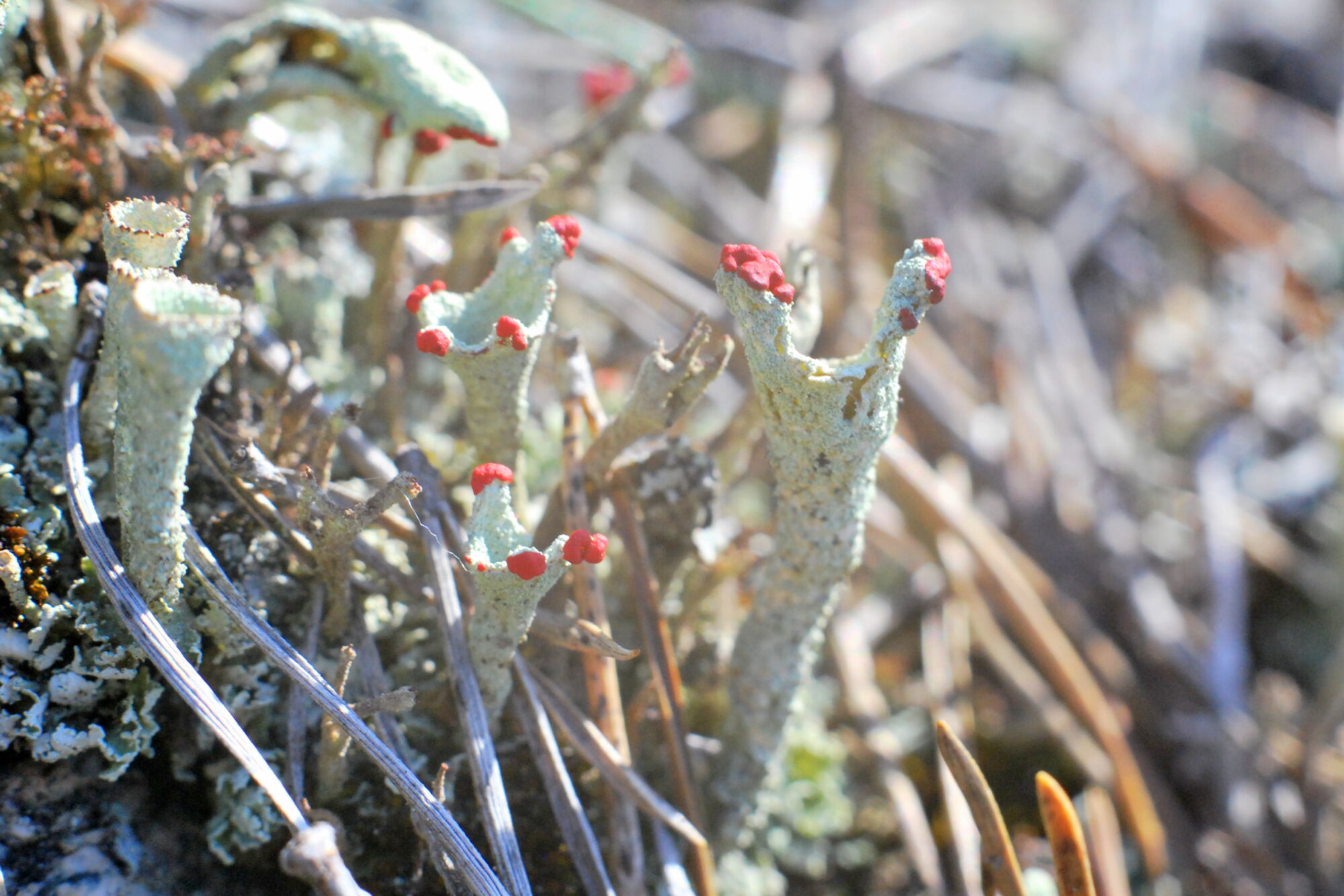 Valokuvaaja: Kaarlo Asikainen