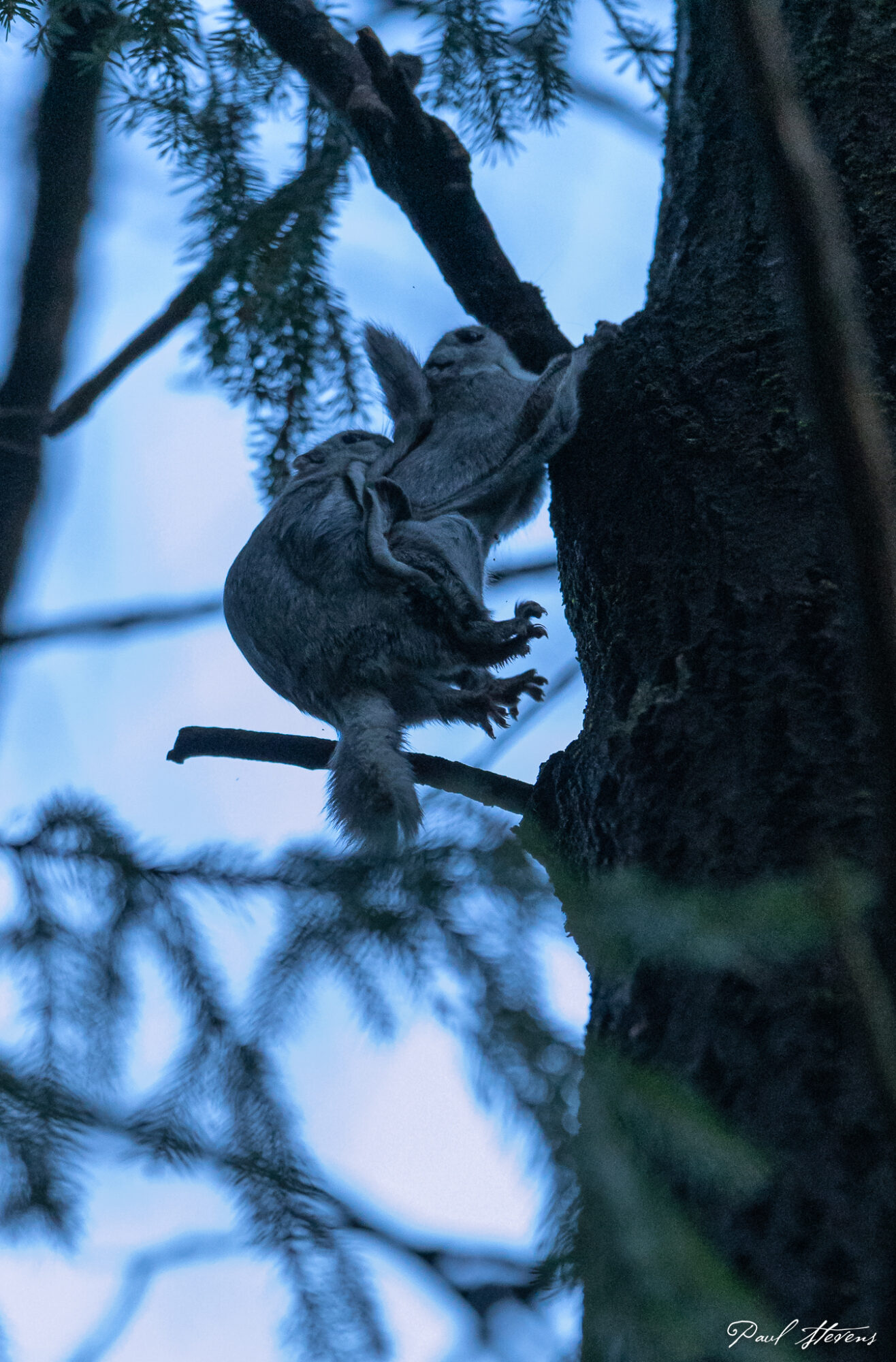 Valokuvaaja: Paul Stevens