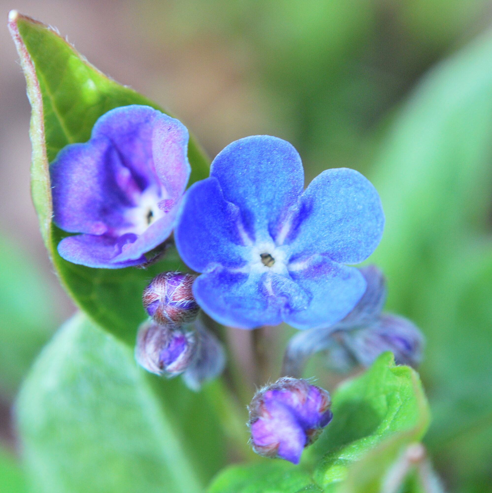 Valokuvaaja: Kaarlo Asikainen