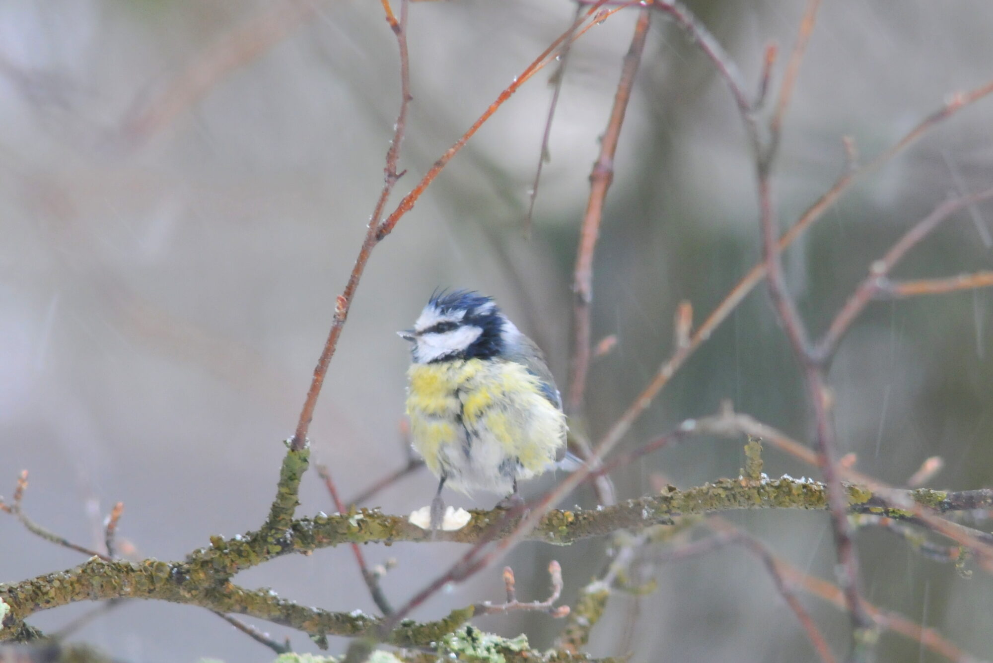Valokuvaaja: Kaarlo Asikainen