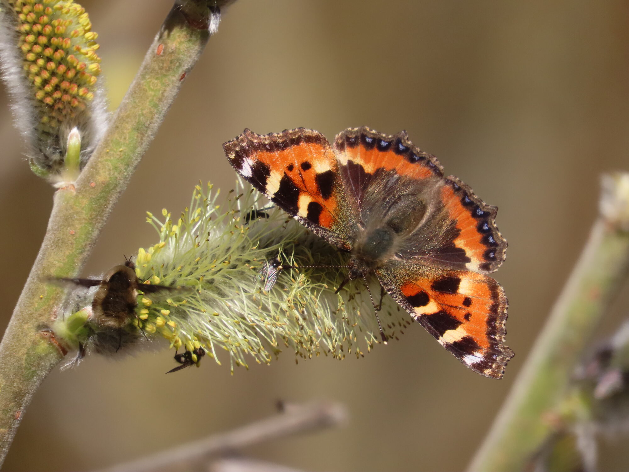 Valokuvaaja: Päivi Torkki