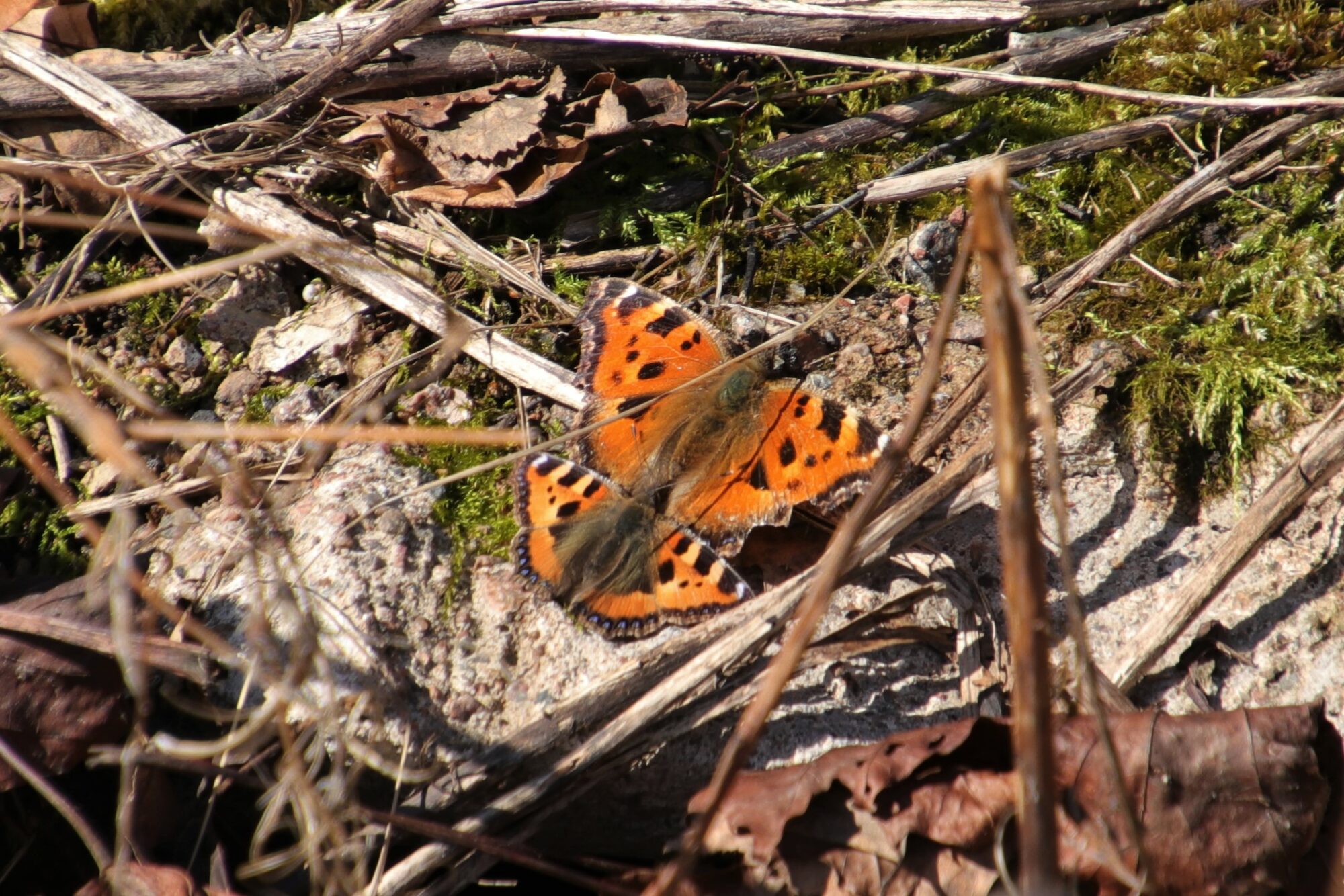 Valokuvaaja: Pirjo Hokkanen