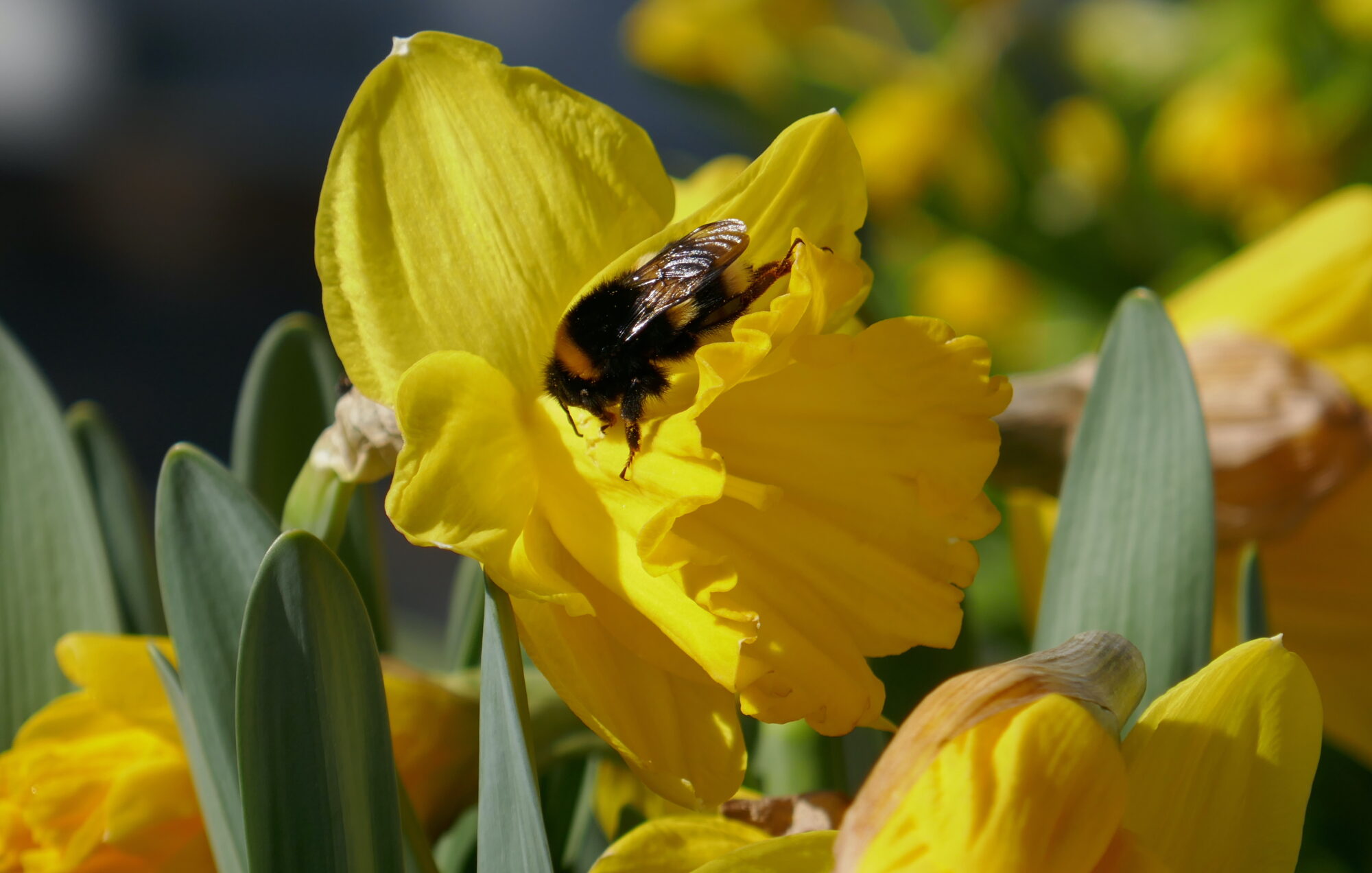 Valokuvaaja: Marjut Ikonen Valokuvaaja: Marjut Ikonen
