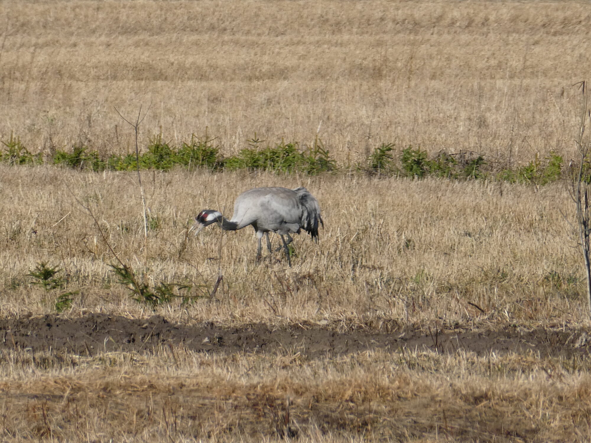 Valokuvaaja: Anja Mustamaa Valokuvaaja: Anja Mustamaa