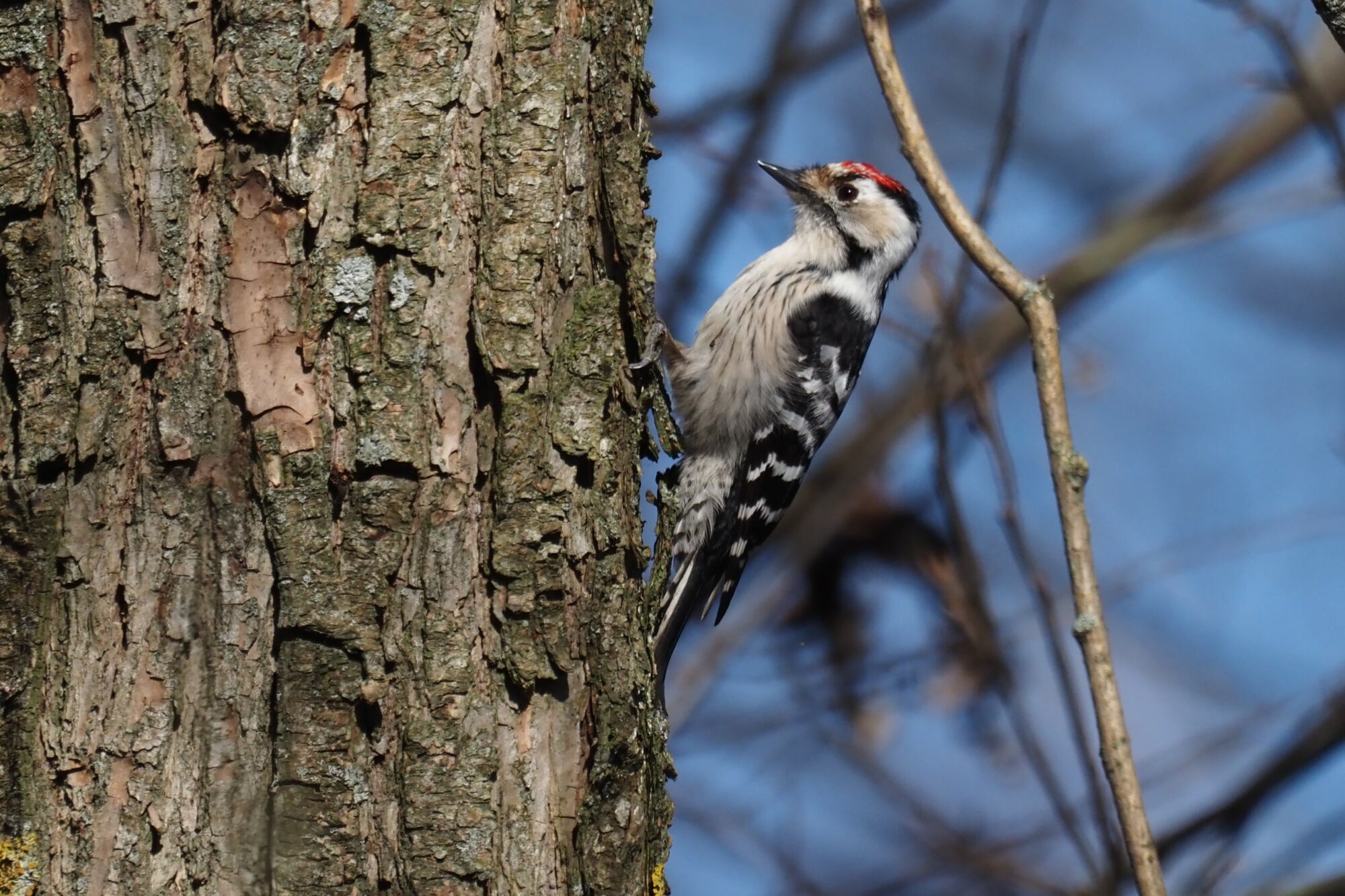 Valokuvaaja: Mikkola Irma