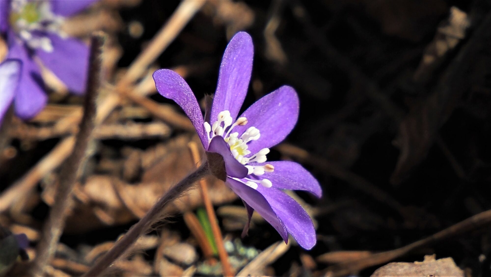 Valokuvaaja: Arja Valtonen