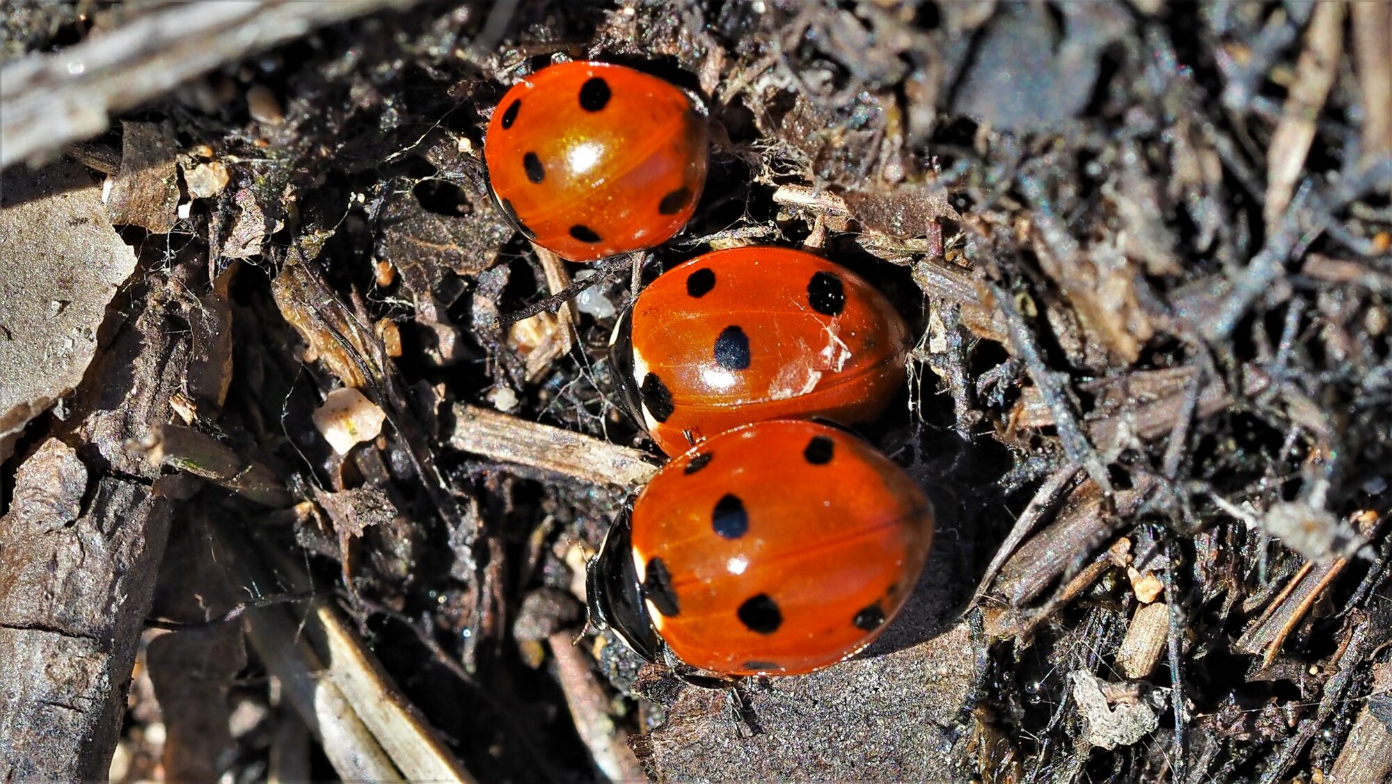 Valokuvaaja: Arja Valtonen