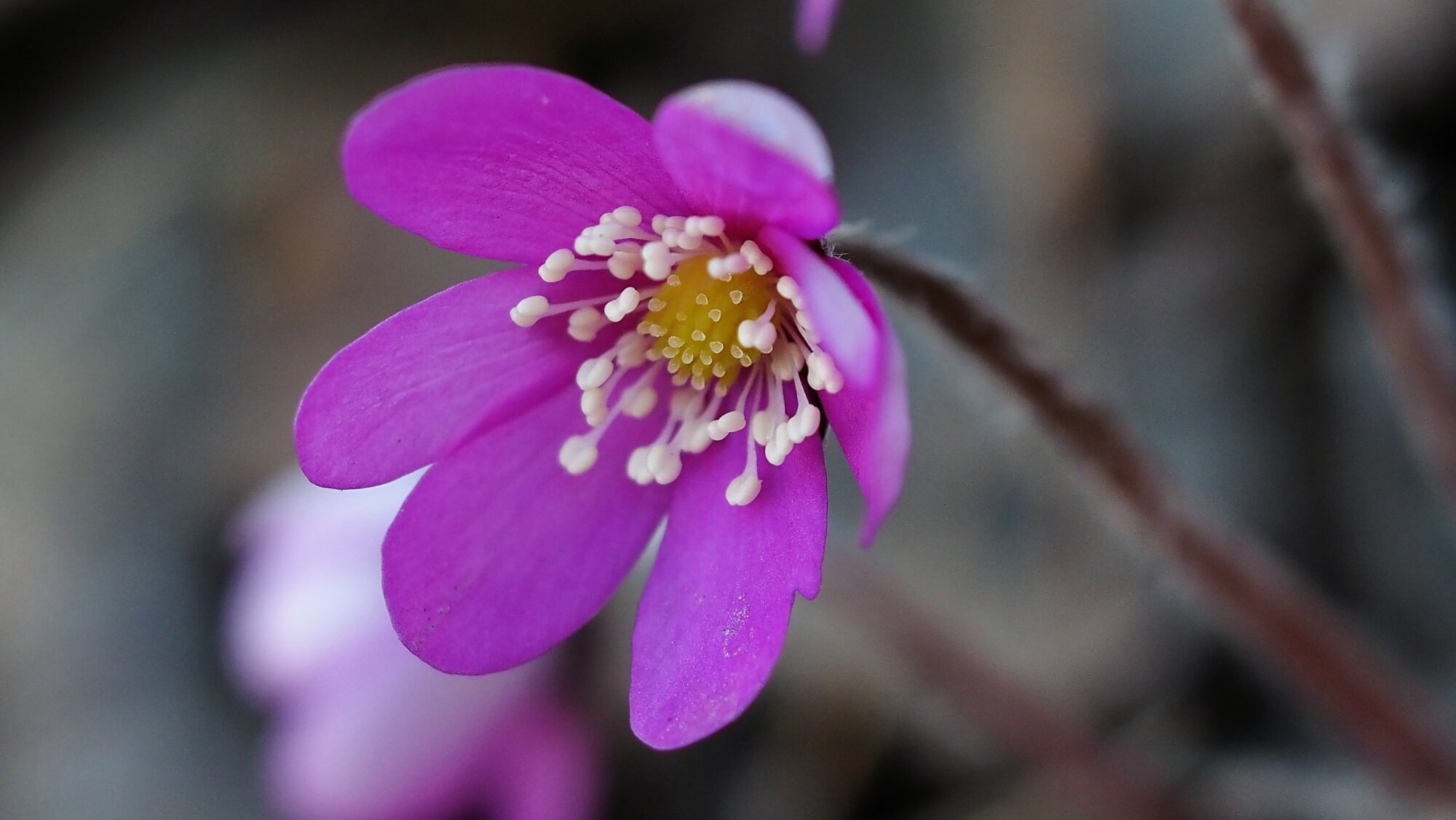 Valokuvaaja: Arja Valtonen