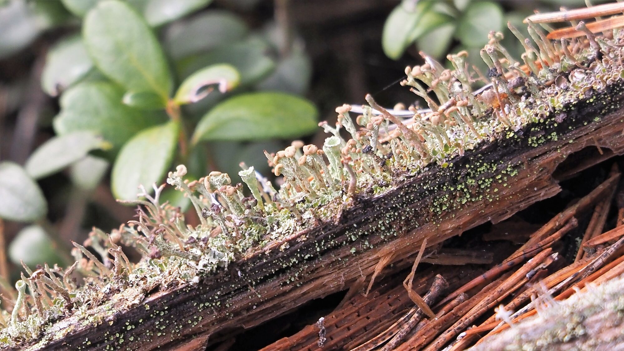 Valokuvaaja: Arja Valtonen Valokuvaaja: Arja Valtonen