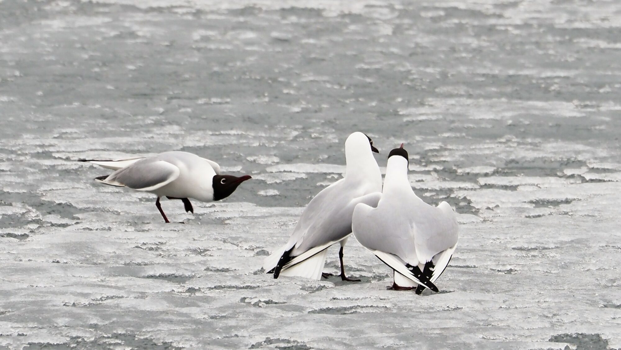 Valokuvaaja: Arja Valtonen