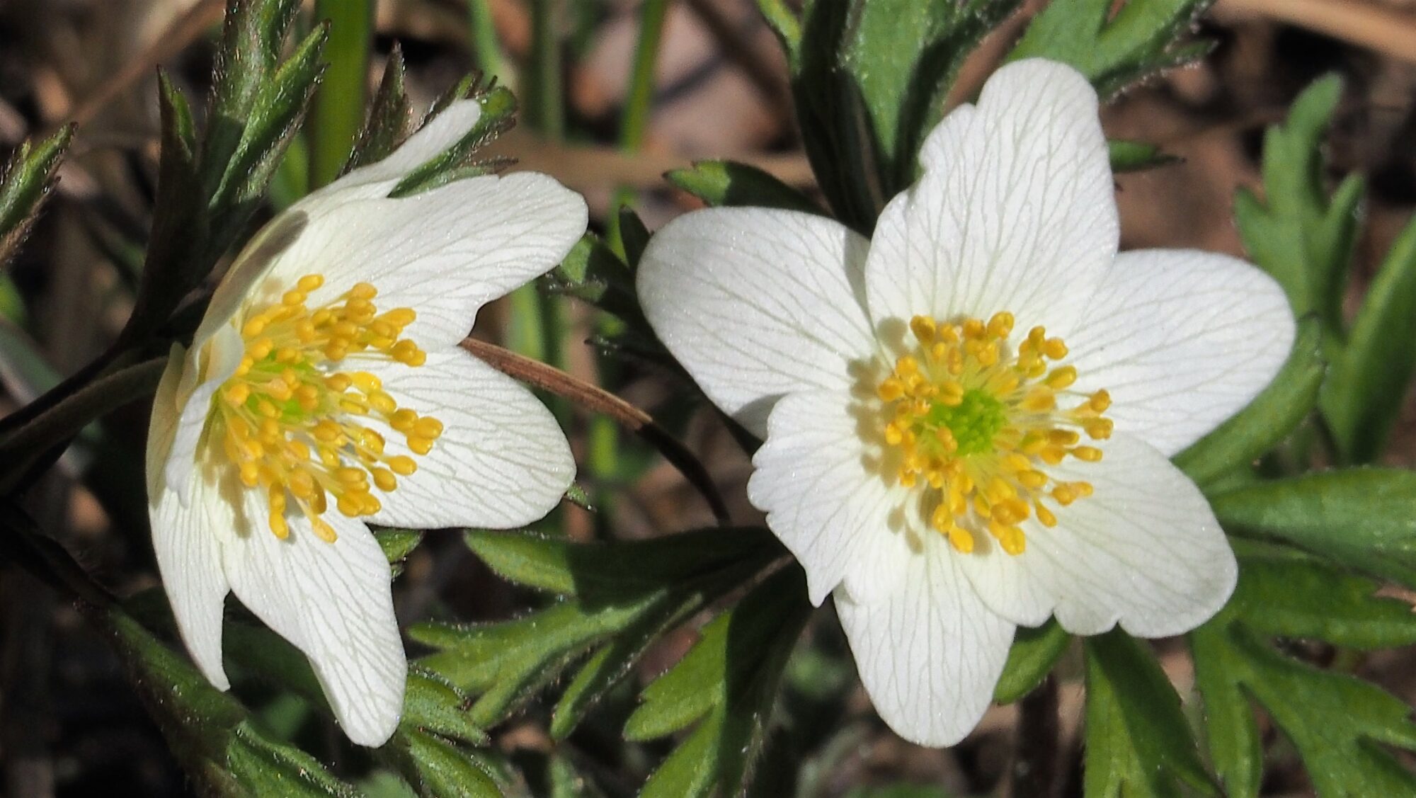 Valokuvaaja: Arja Valtonen Valokuvaaja: Arja Valtonen