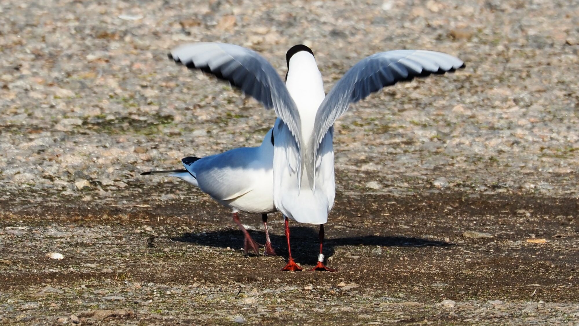 Valokuvaaja: Arja Valtonen