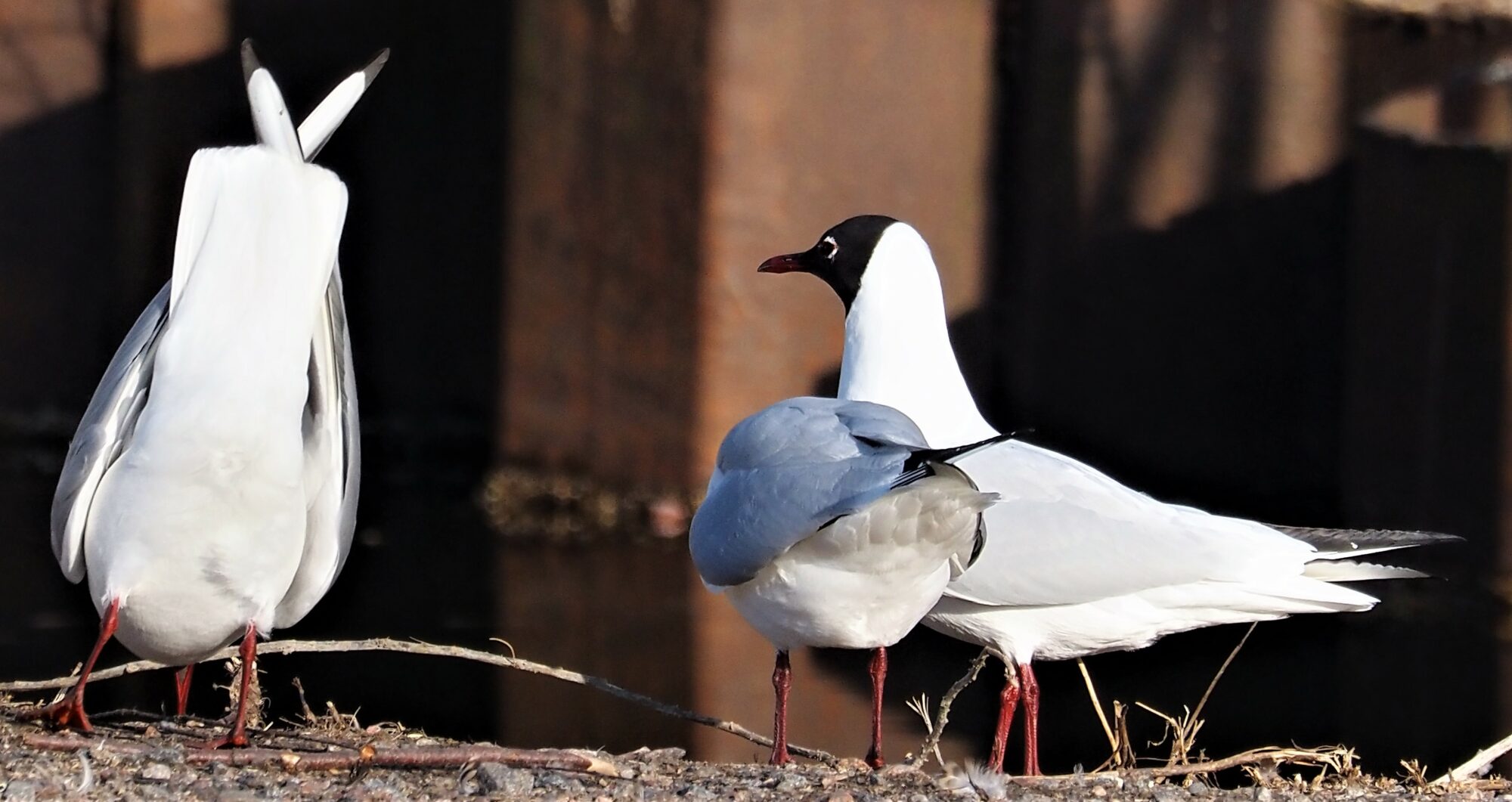 Valokuvaaja: Arja Valtonen