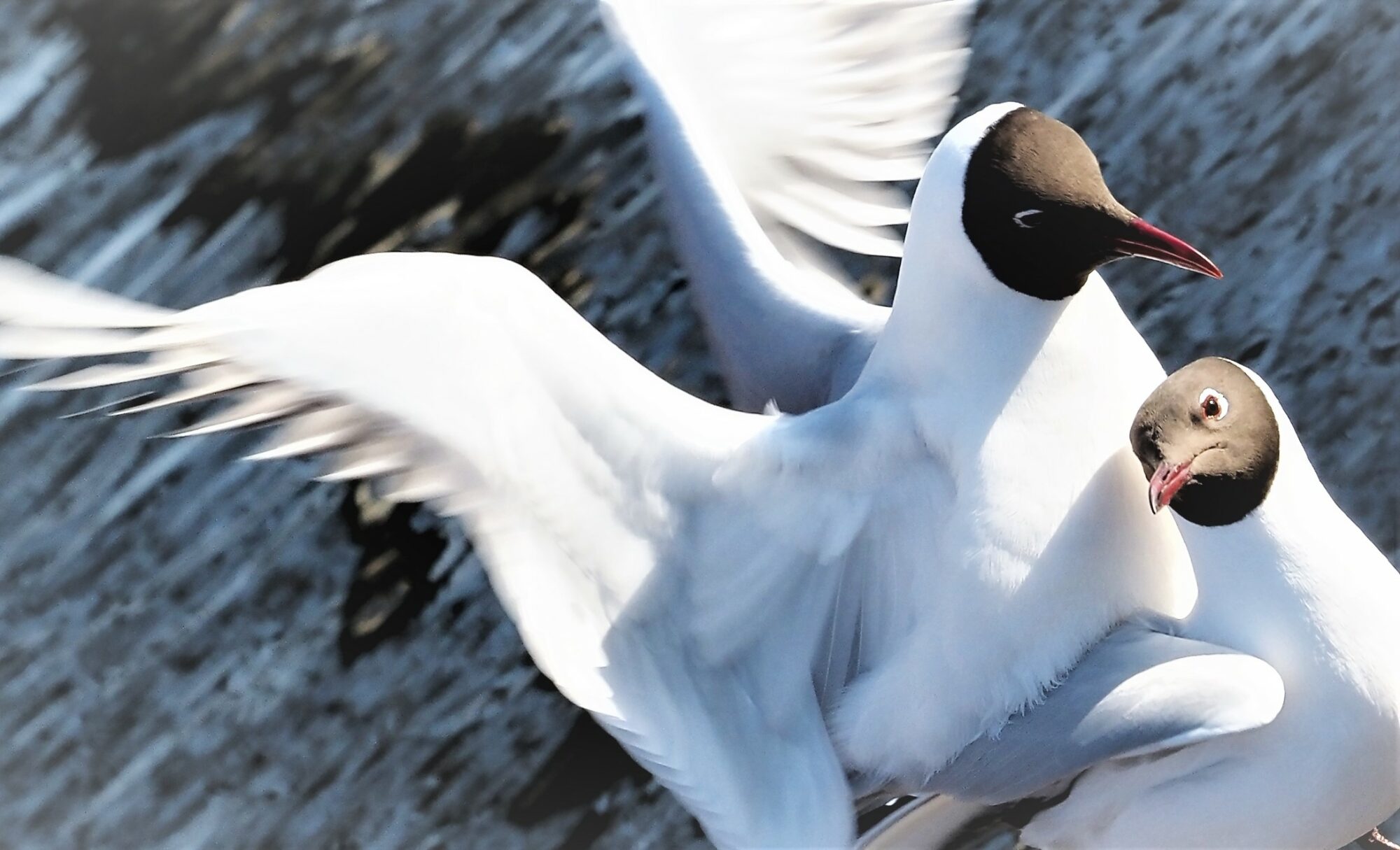 Valokuvaaja: Arja Valtonen