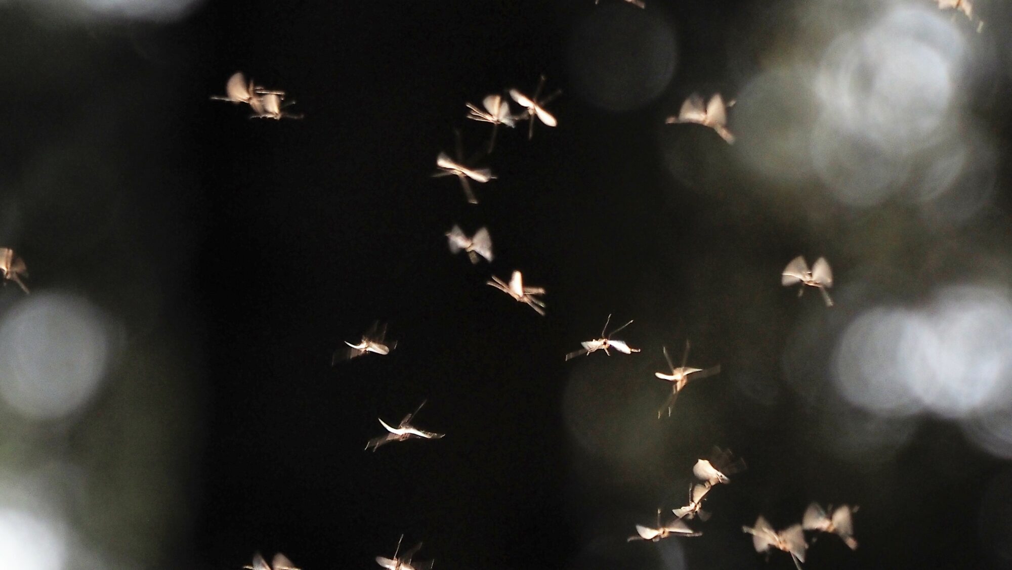 Valokuvaaja: Arja Valtonen Valokuvaaja: Arja Valtonen