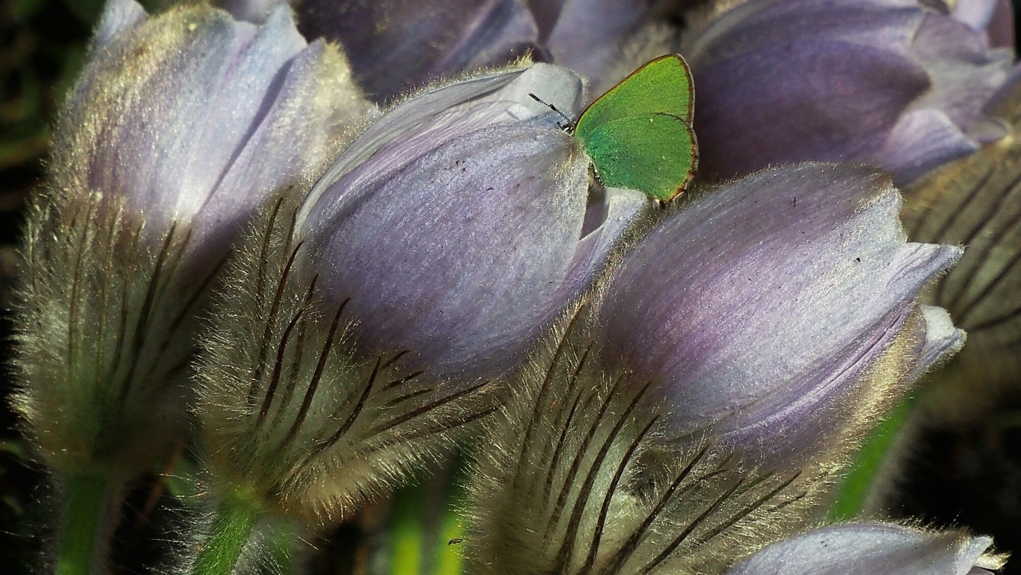 Valokuvaaja: Arja Valtonen