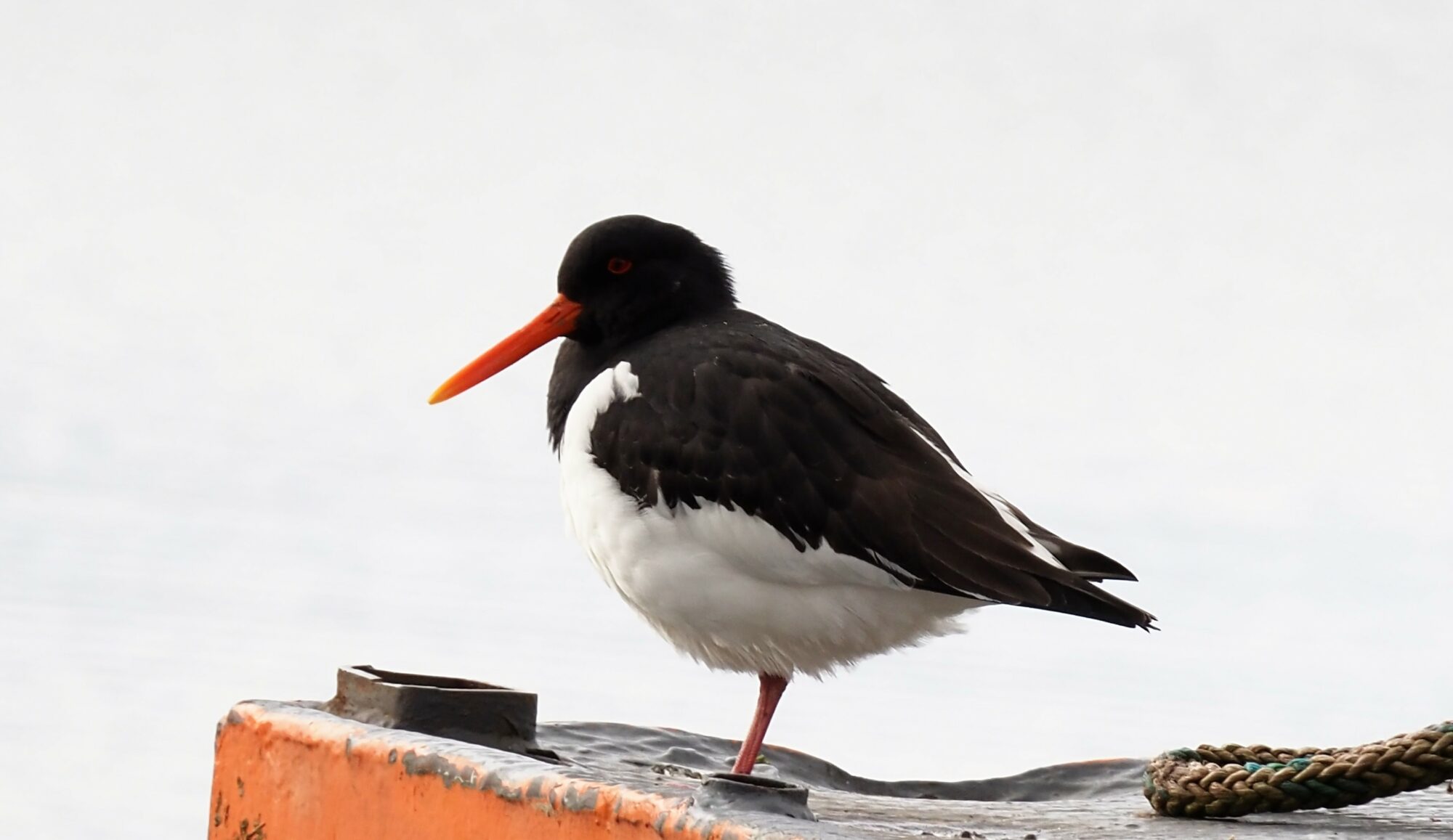 Valokuvaaja: Arja Valtonen