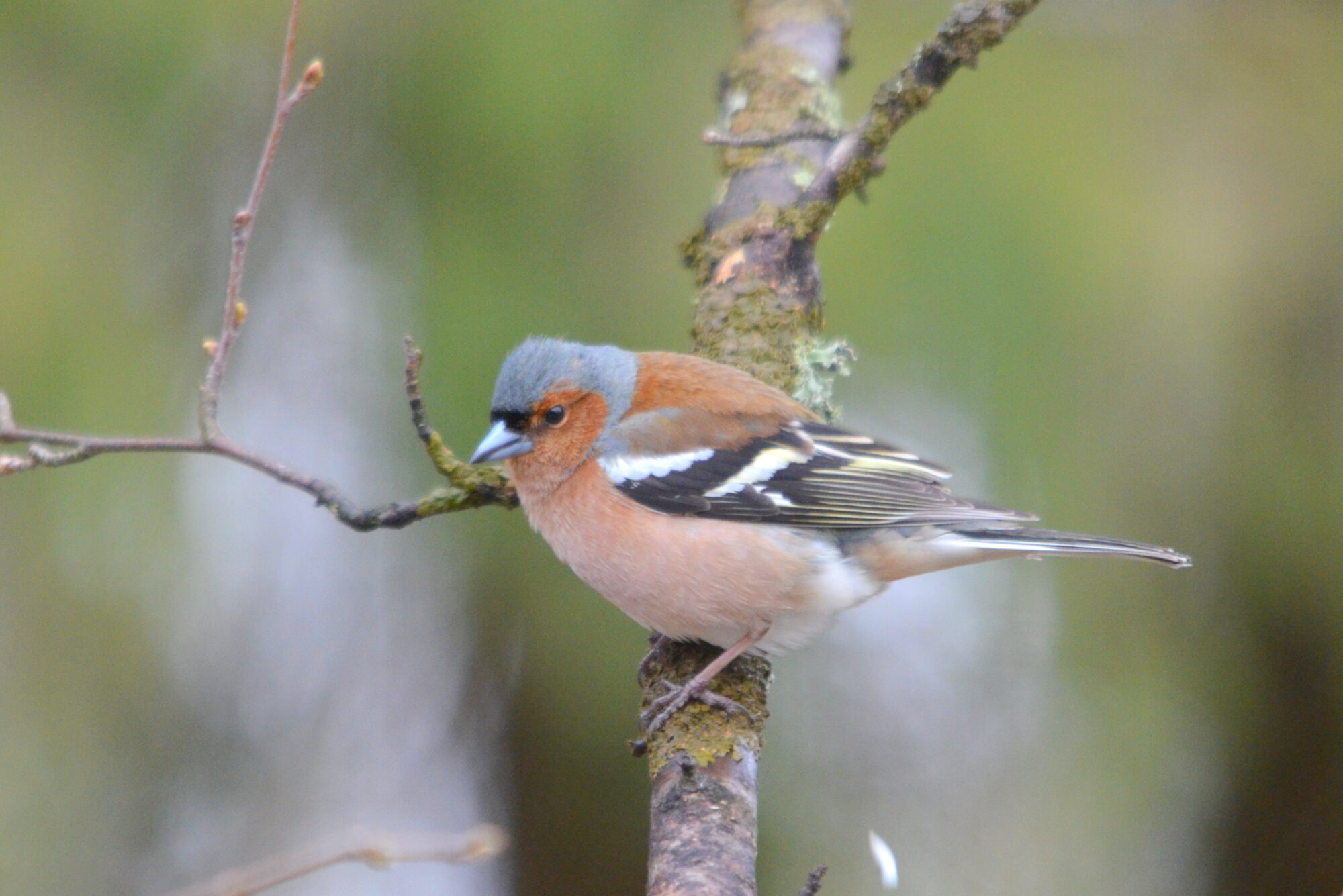 Valokuvaaja: Kaarlo Asikainen
