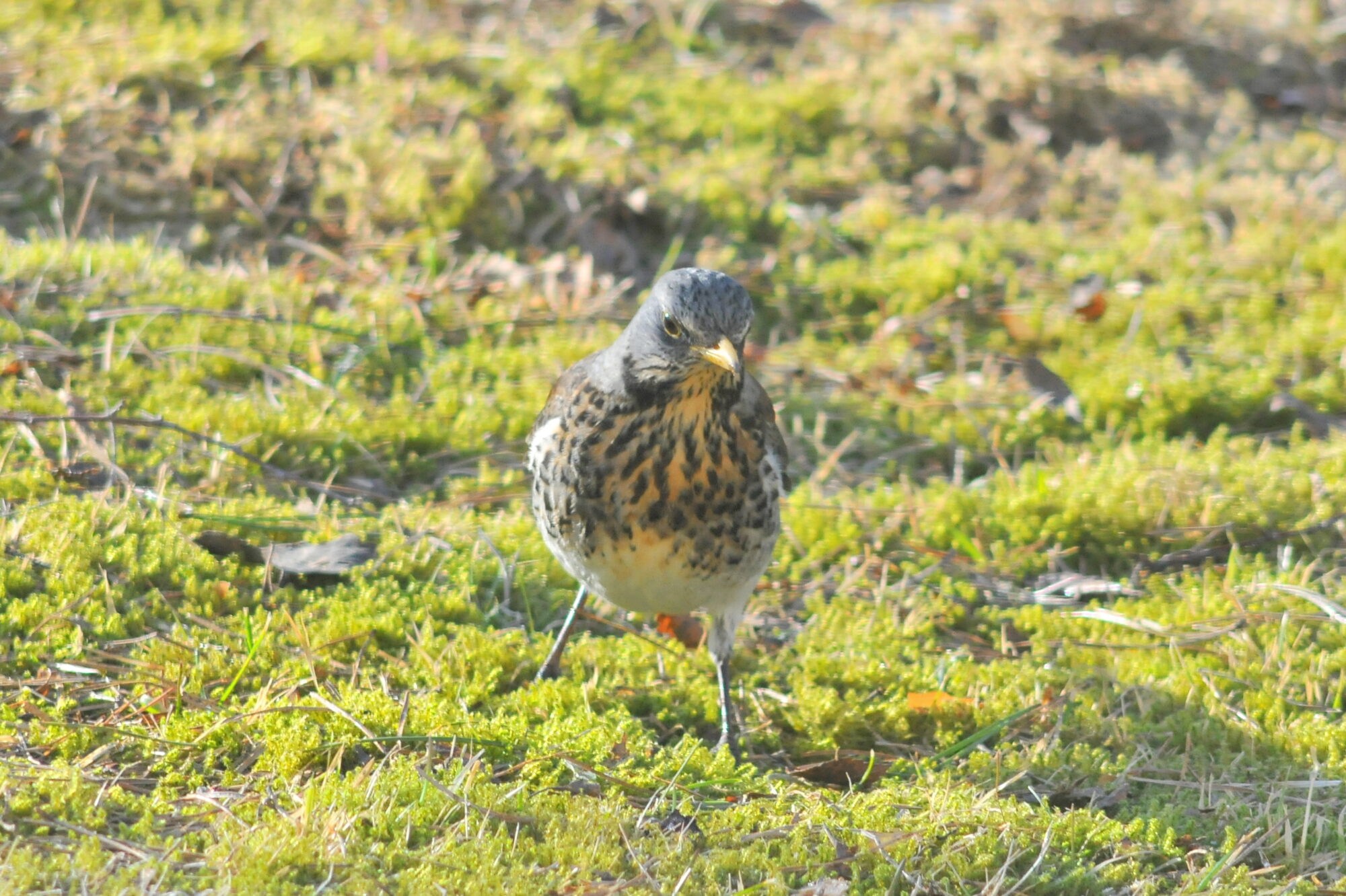 Valokuvaaja: Kaarlo Asikainen Valokuvaaja: Kaarlo Asikainen