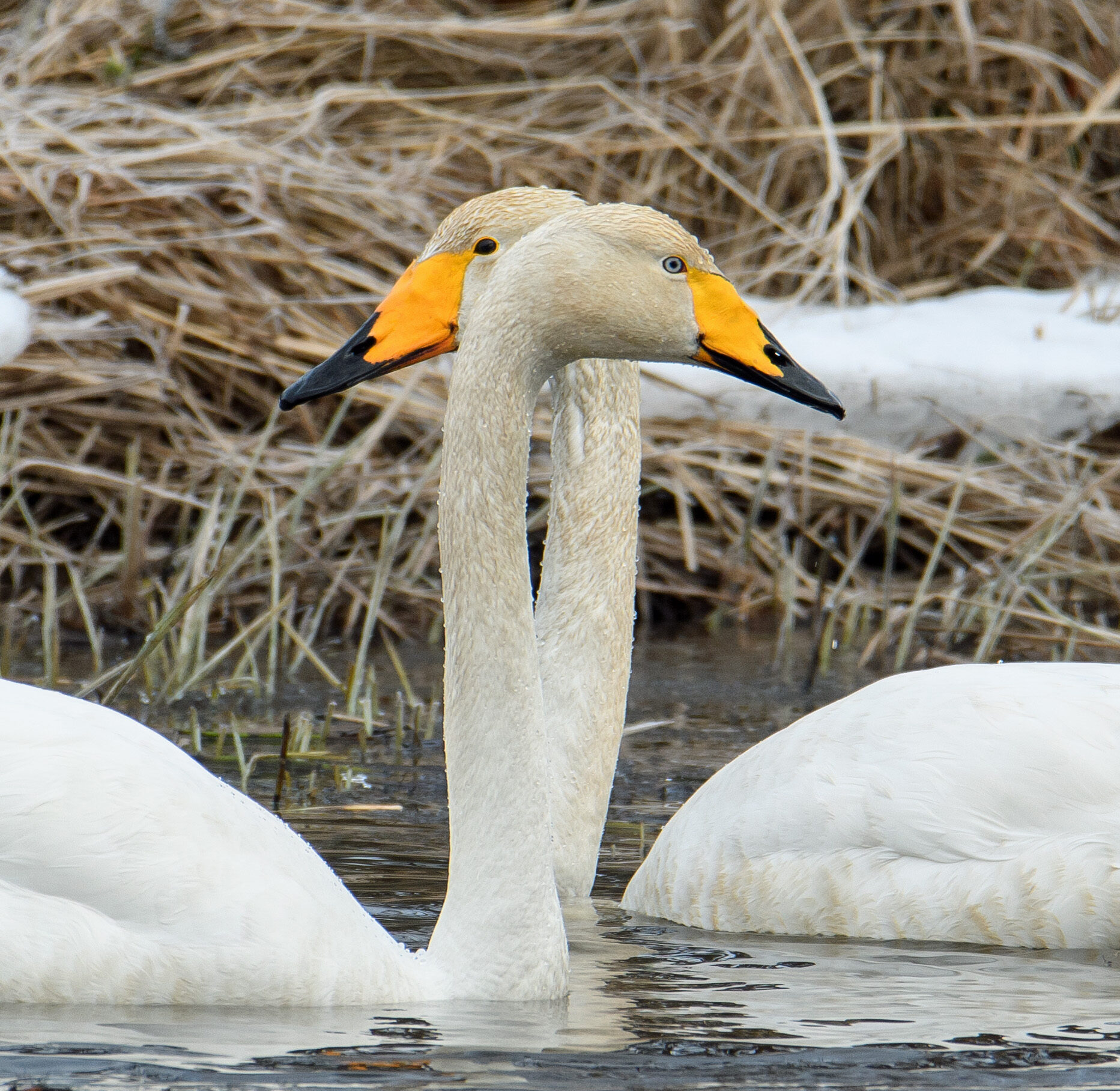 Valokuvaaja: Päivi Kiiskinen-Mustonen