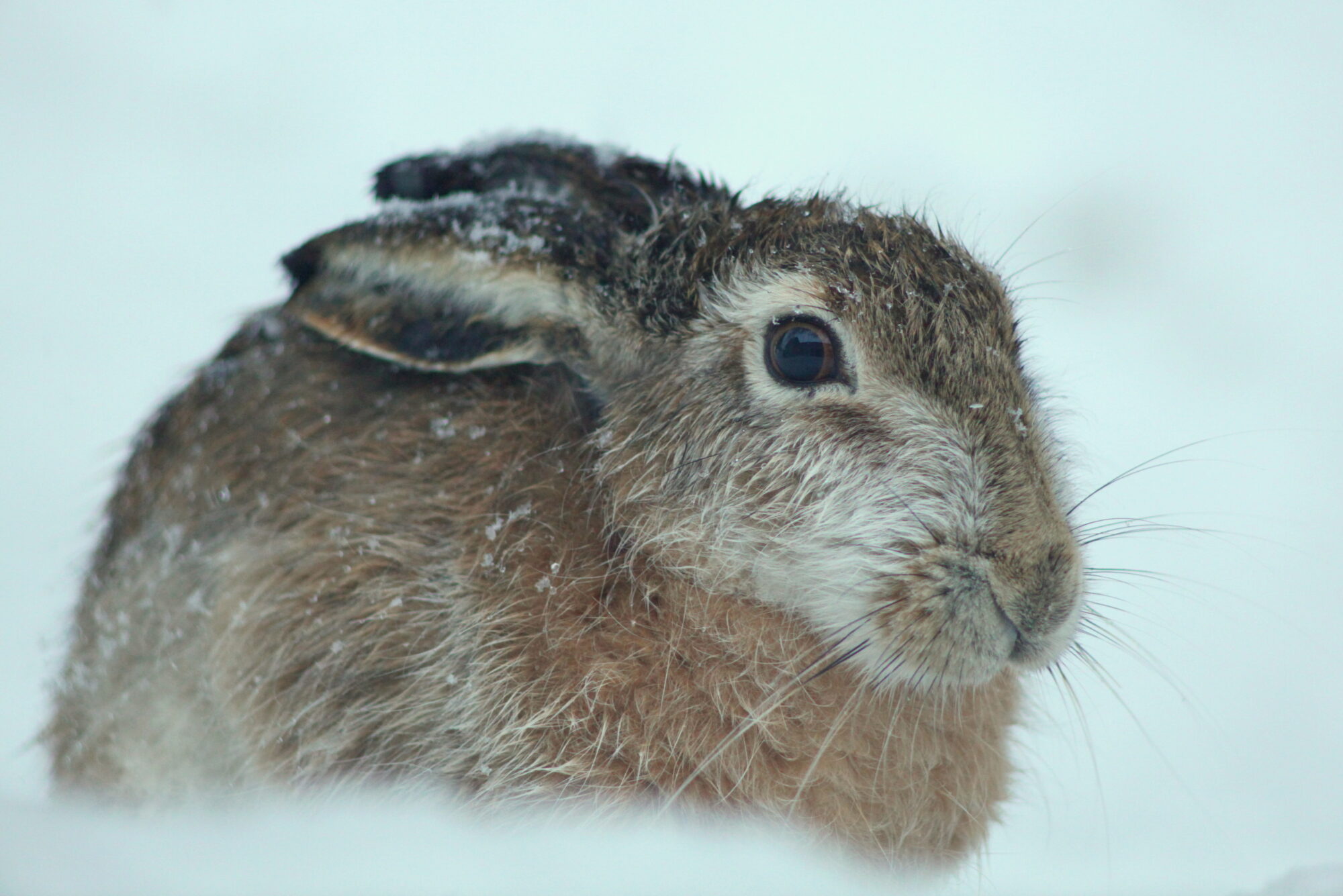 Valokuvaaja: Kaarlo Asikainen