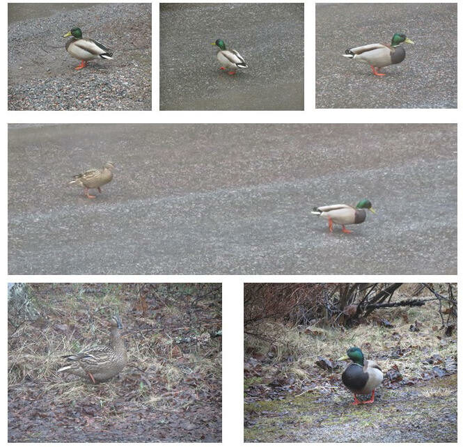 Valokuvaaja: Elina Vuorimaa-Laukkanen