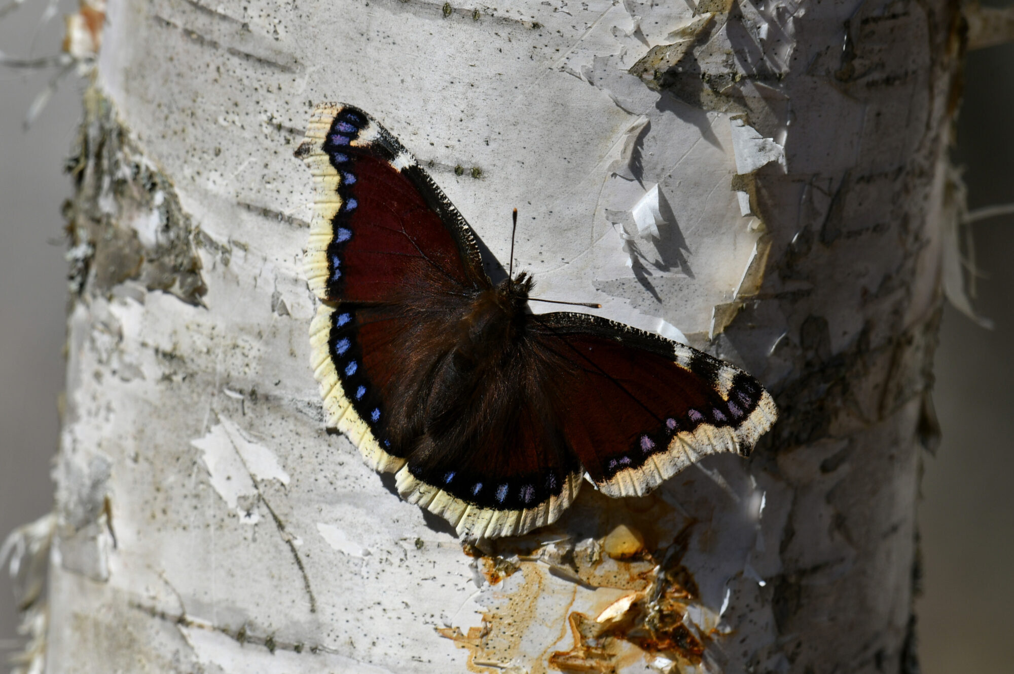 Valokuvaaja: Matti Manninen Valokuvaaja: Matti Manninen
