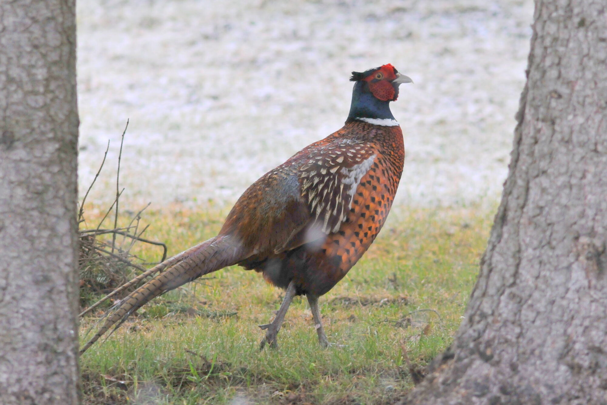 Valokuvaaja: Kaarlo Asikainen