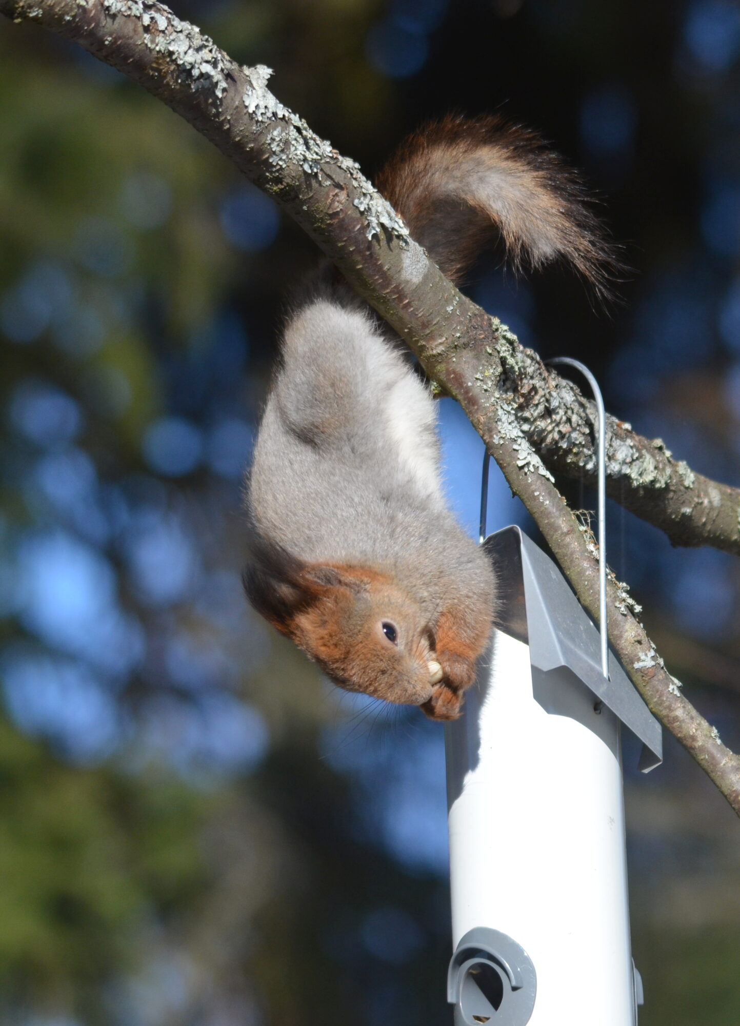 Valokuvaaja: Kaarlo Asikainen