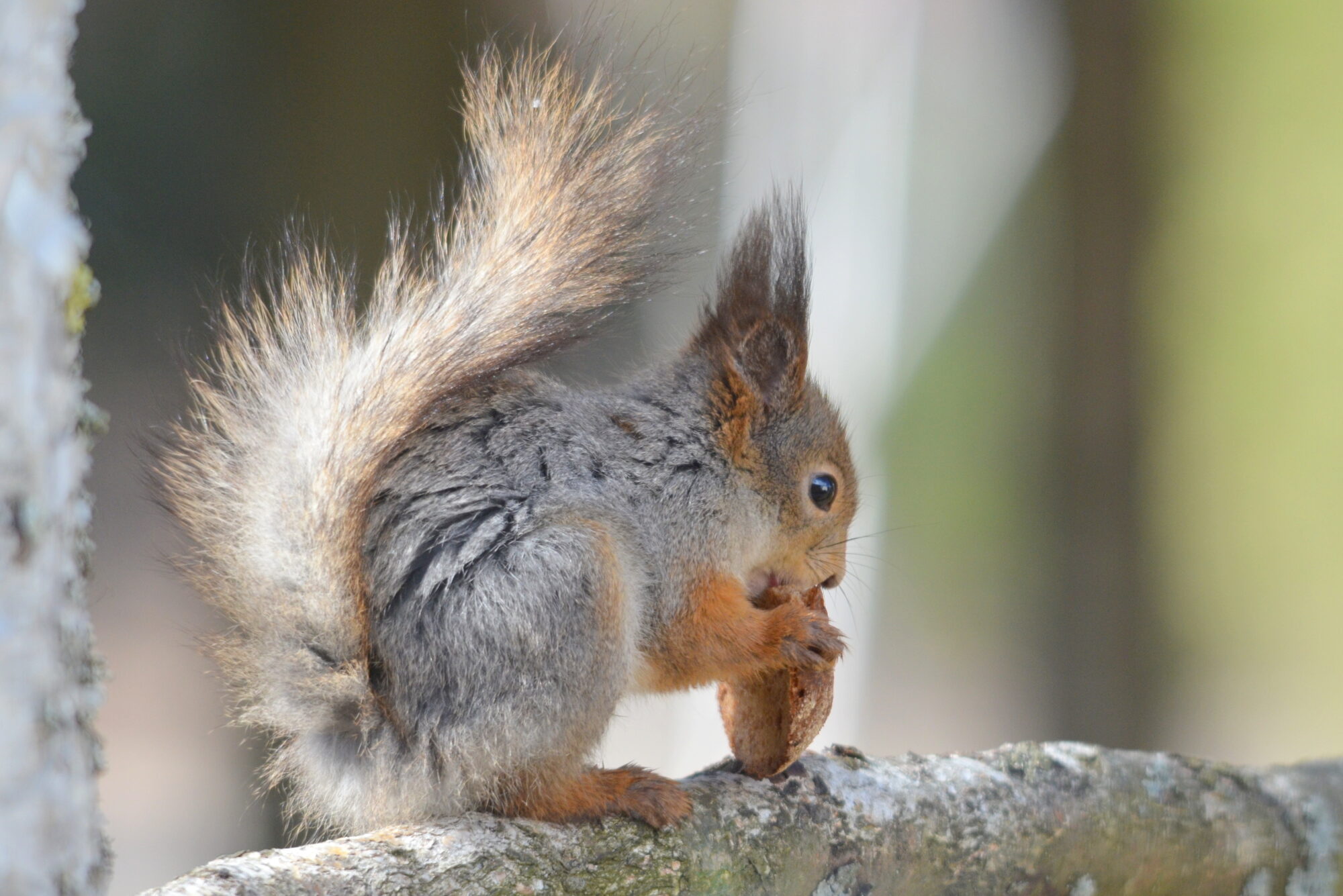 Valokuvaaja: Kaarlo Asikainen