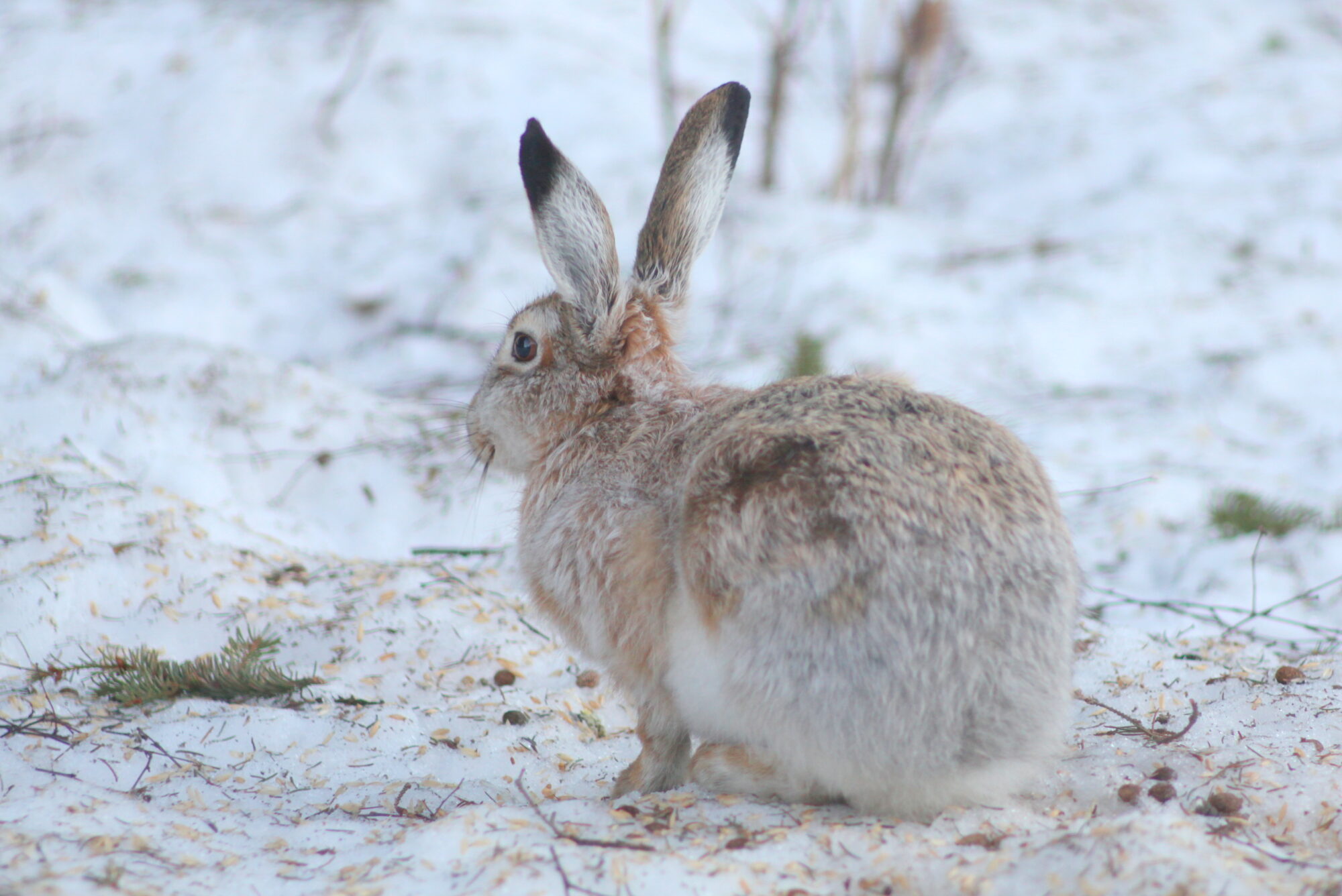 Valokuvaaja: Kaarlo Asikainen