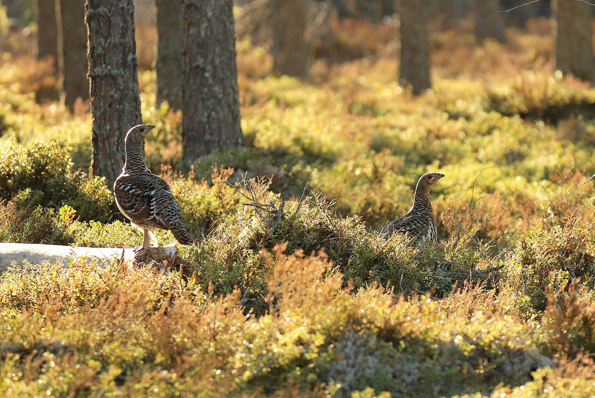 Valokuvaaja: sirpa jyske