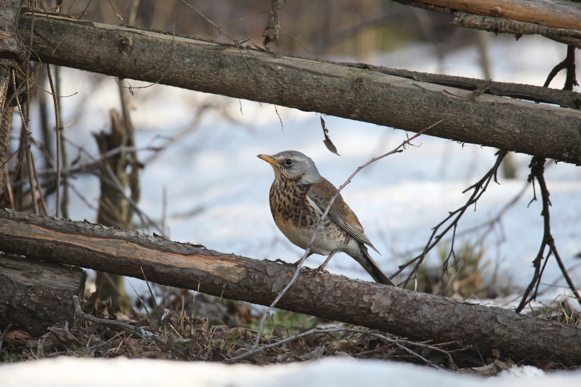 Valokuvaaja: Jaana Saarelainen