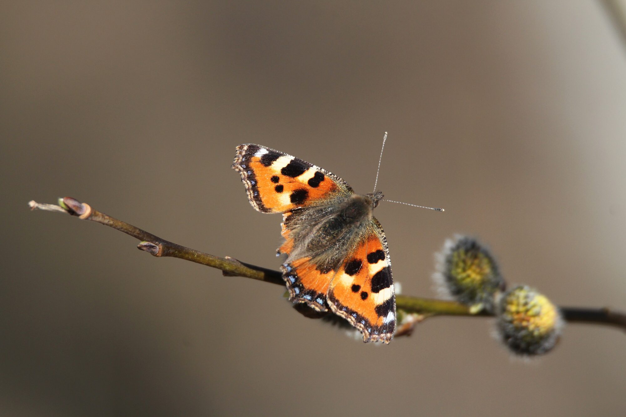 Valokuvaaja: Jaana Saarelainen