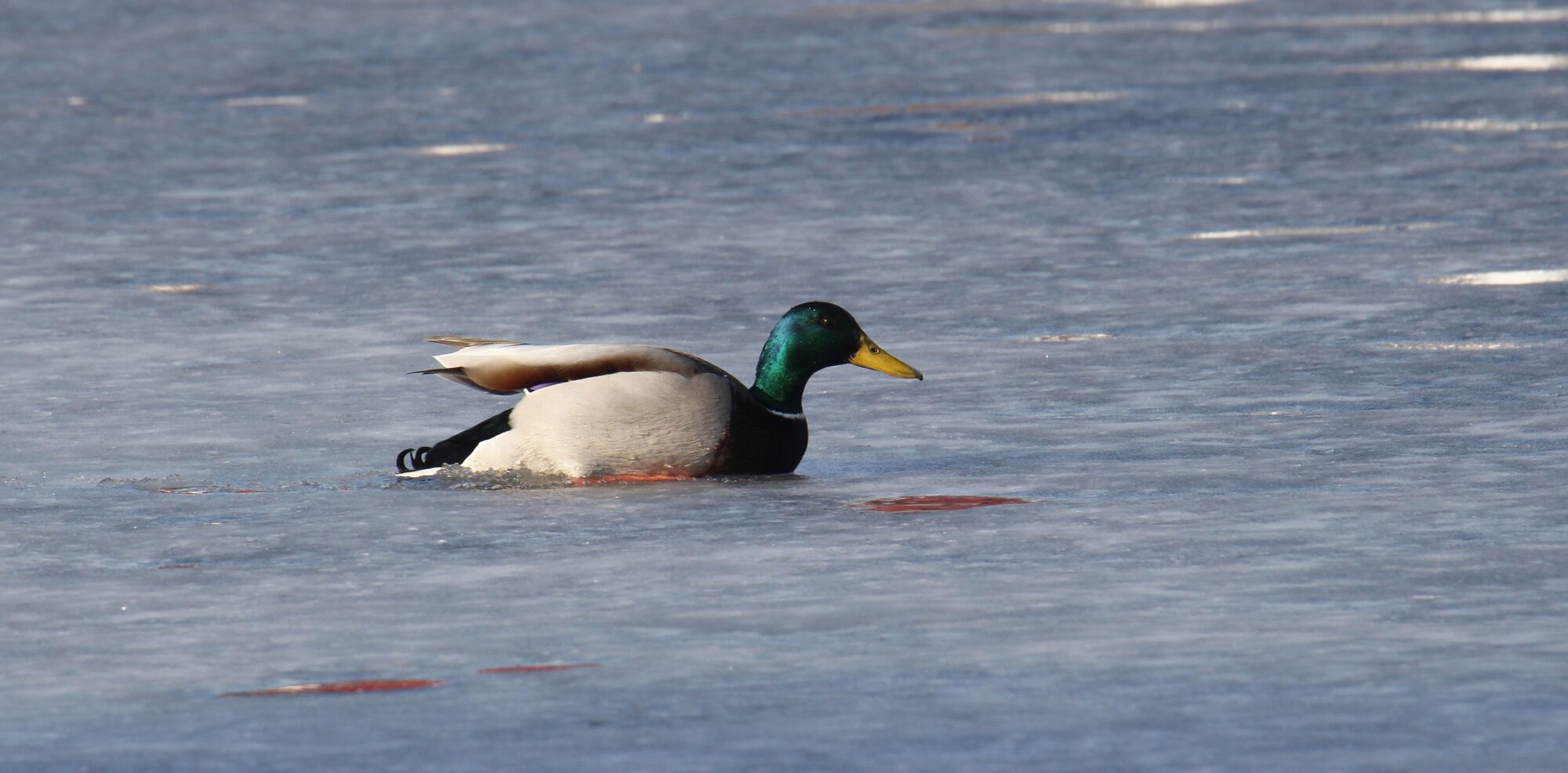 Valokuvaaja: Jaana Saarelainen