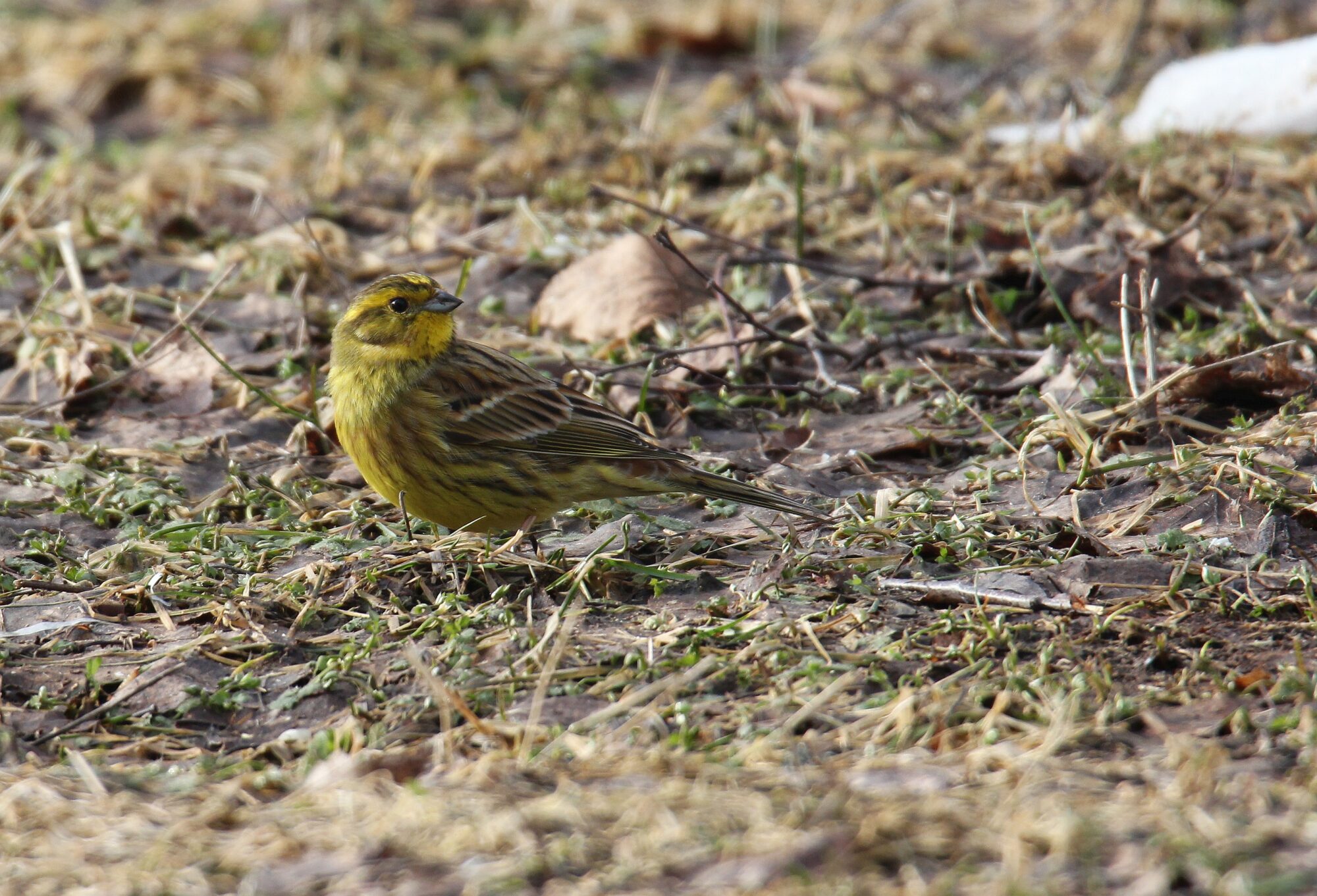 Valokuvaaja: Jaana Saarelainen