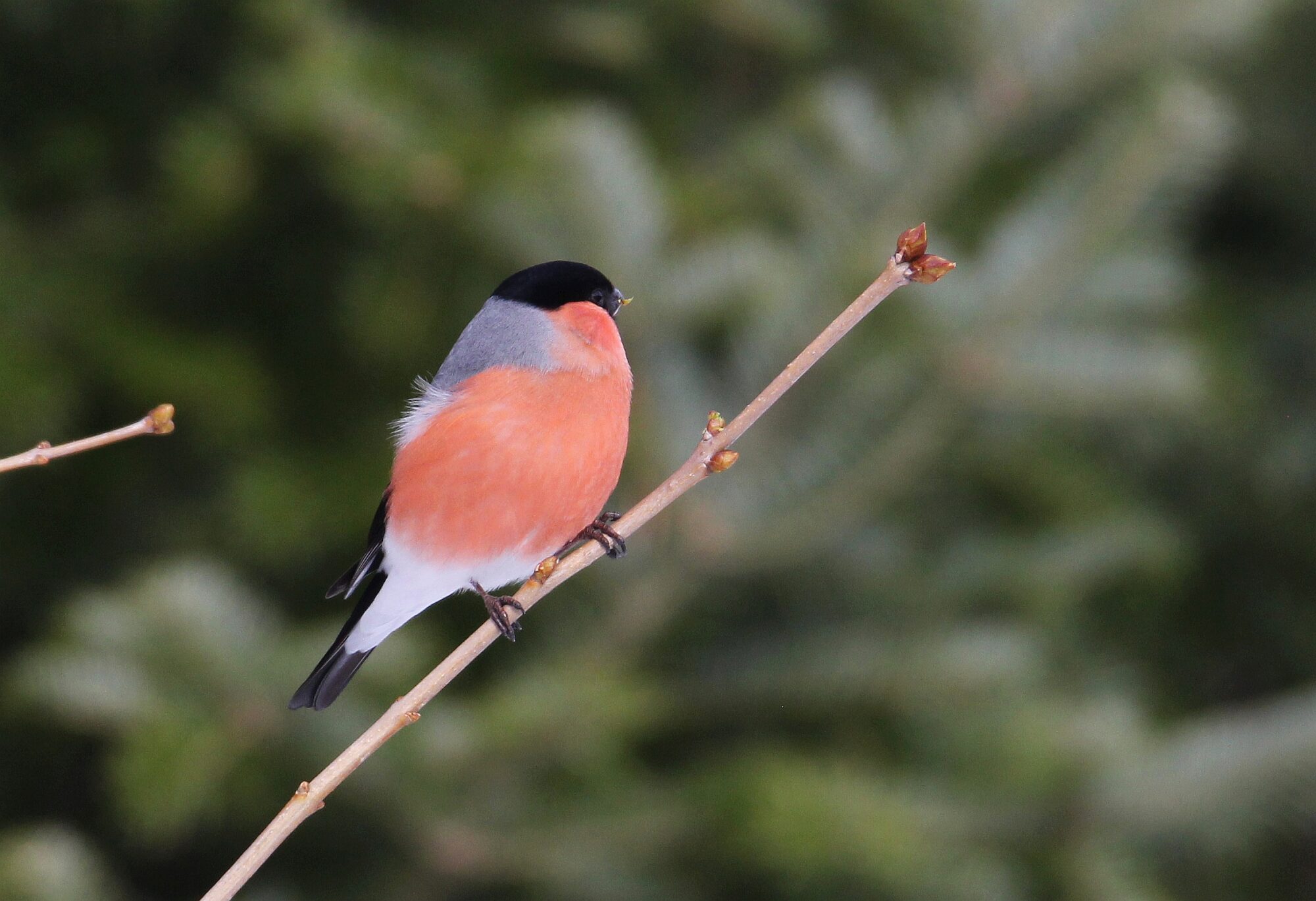 Valokuvaaja: Jaana Saarelainen
