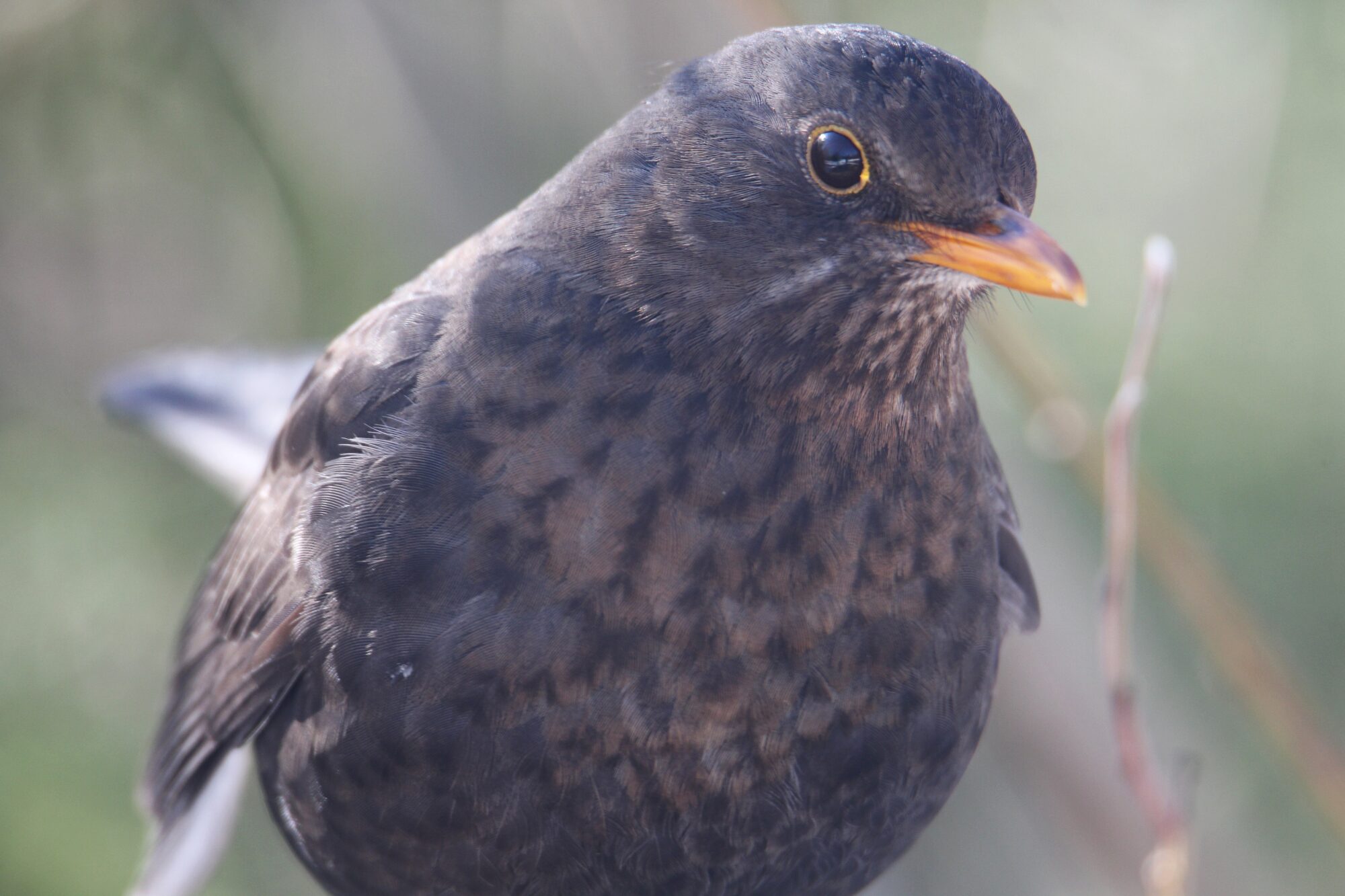 Valokuvaaja: Jaana Saarelainen