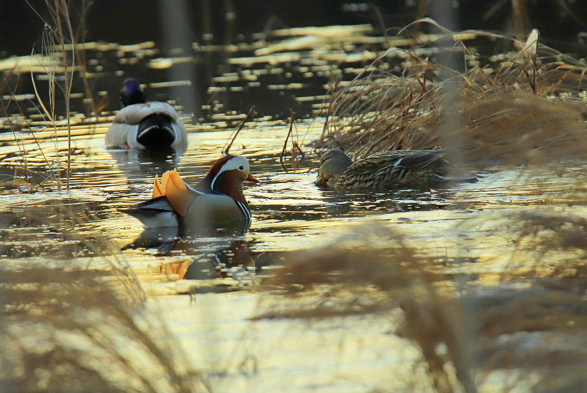 Valokuvaaja: sirpa jyske