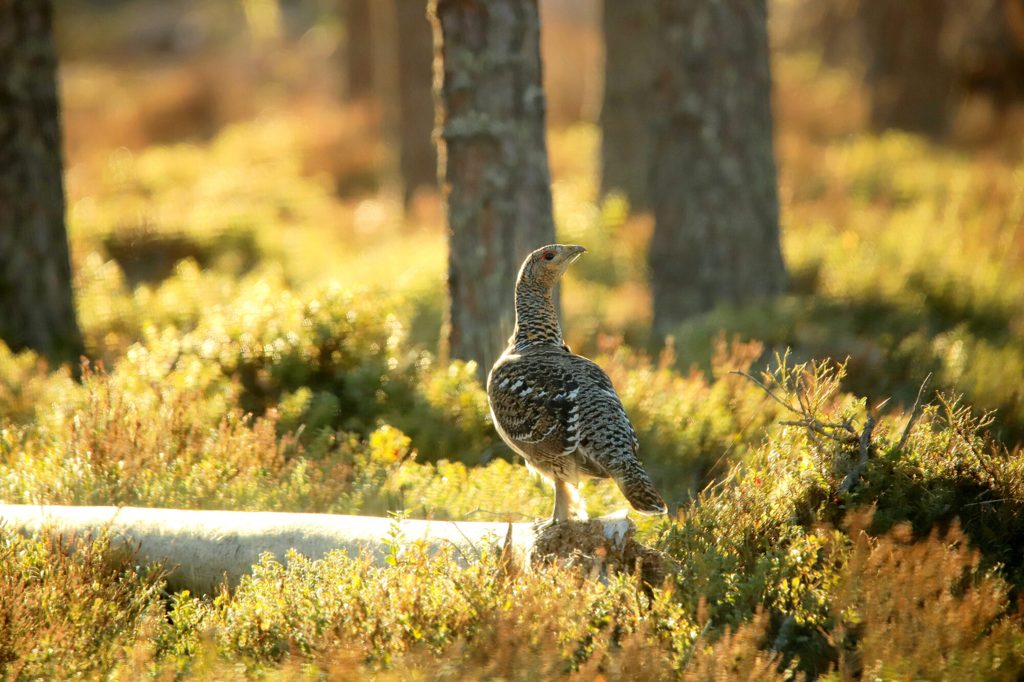 Valokuvaaja: sirpa jyske