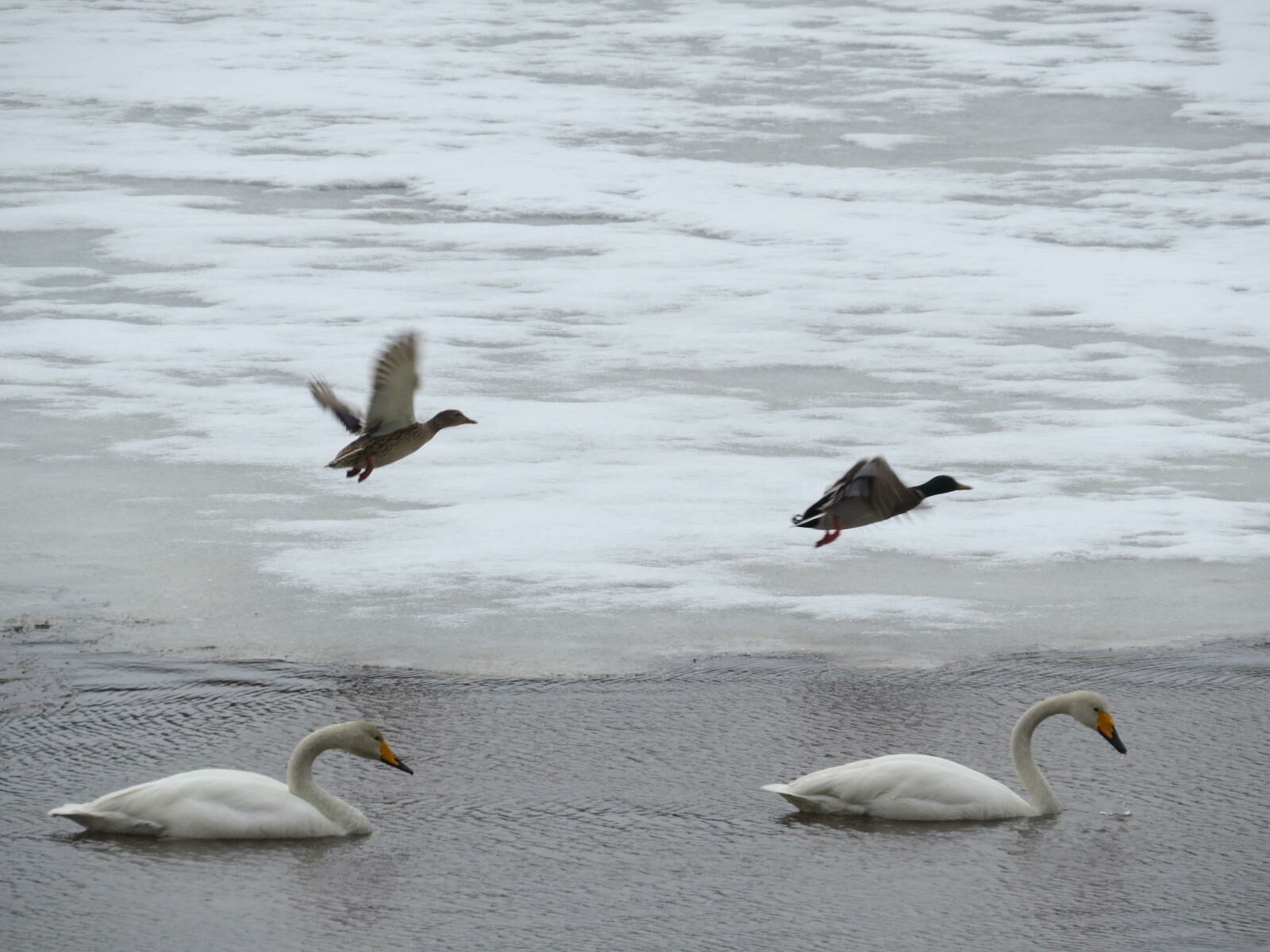 Valokuvaaja: Saara Rautiainen